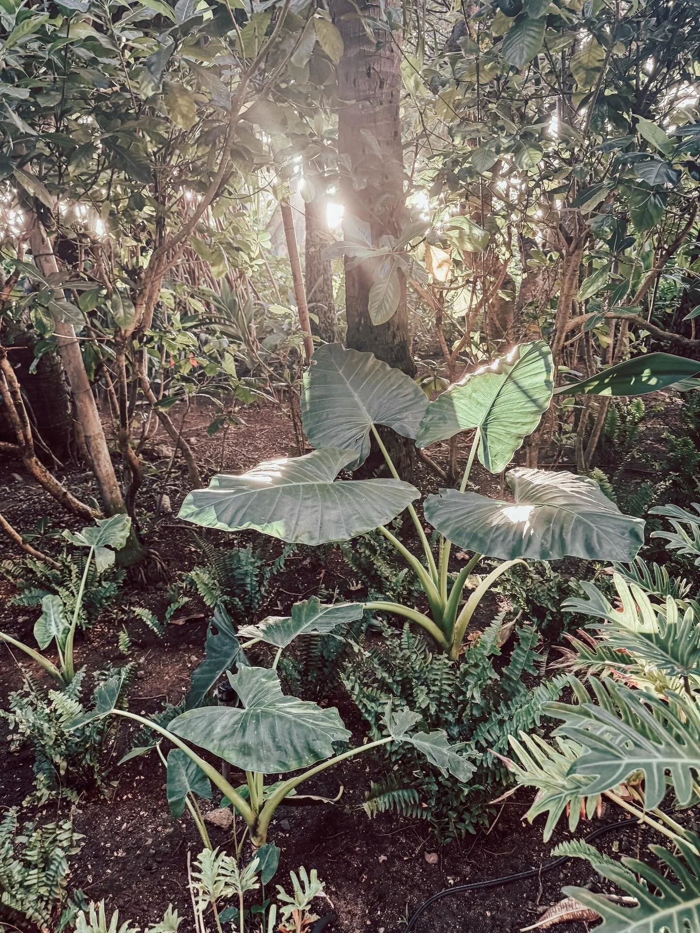 A little inspiration post today from a recent trip to Hawaii. My heart is with those who are affected by the weather there right now. It was such a beautiful place to visit and it was so fun exploring with my little one. He runs fast, keeps me on my 