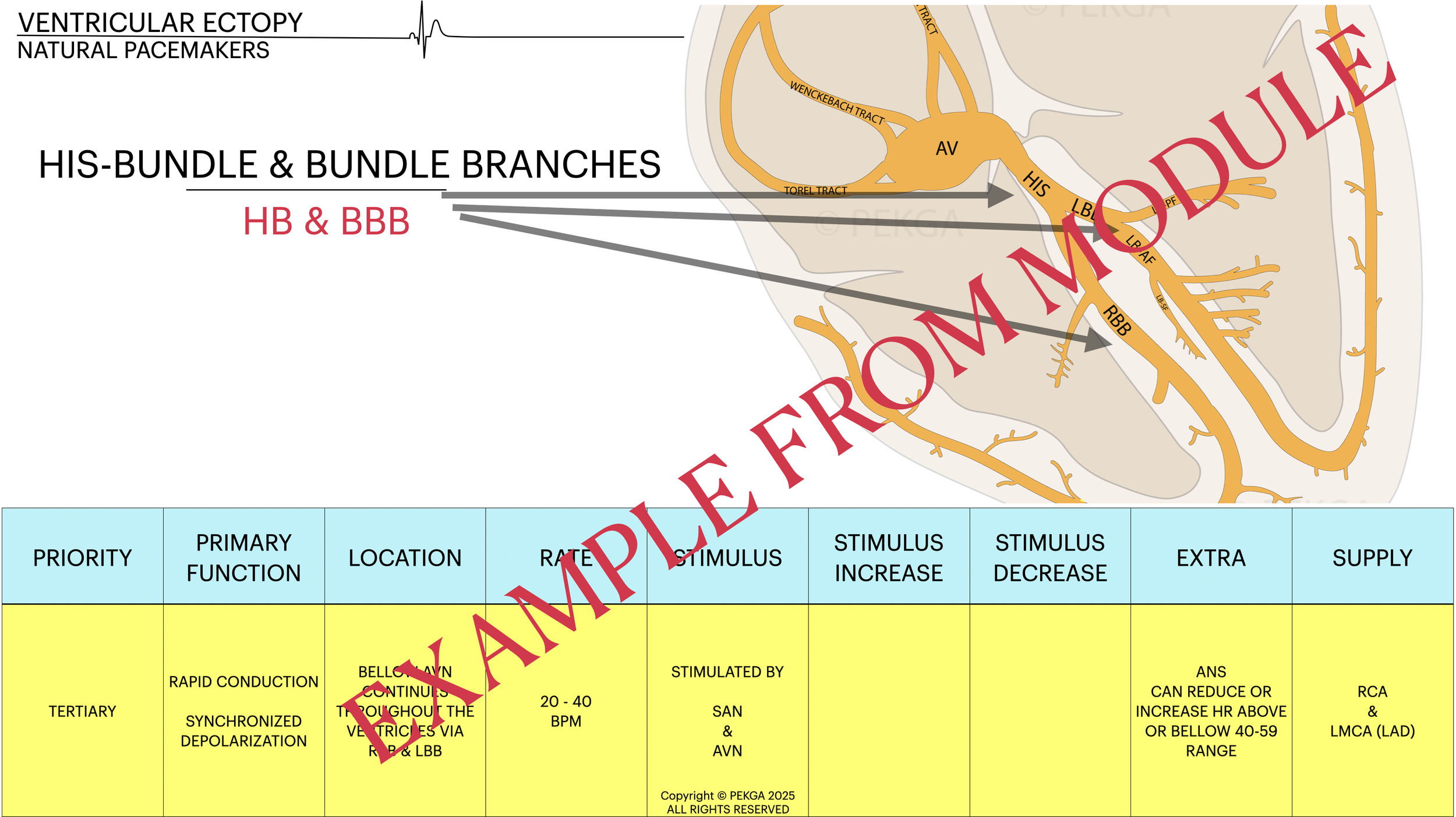A diagram explaining ventricular ectopy and His-bundle and bundle branch pathways, with a table detailing the characteristics of the response to stimuli for different heart tissue regions, including priority, function, location, rate, stimulus, effec