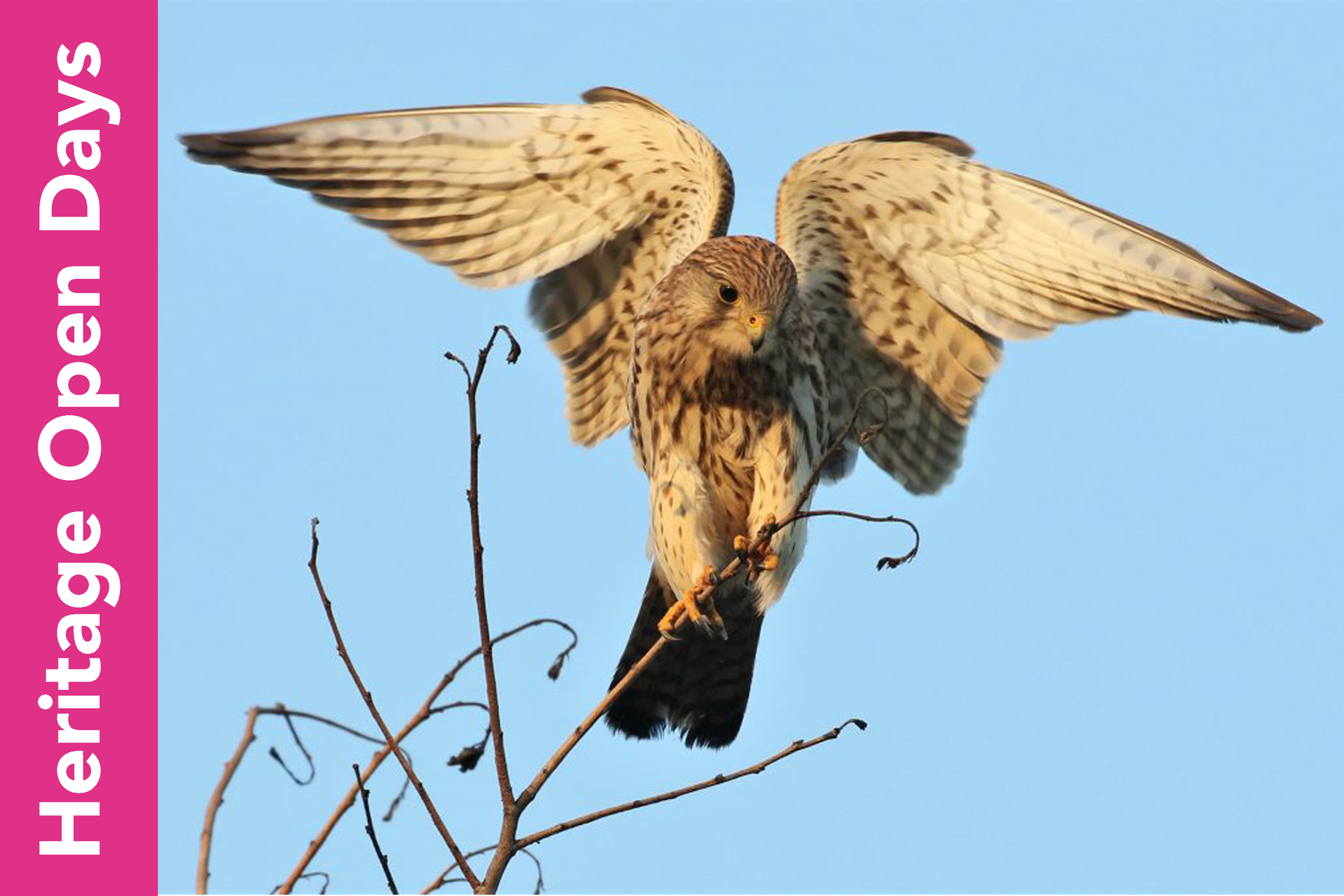 Jon Mitchell: Wild around Gosport