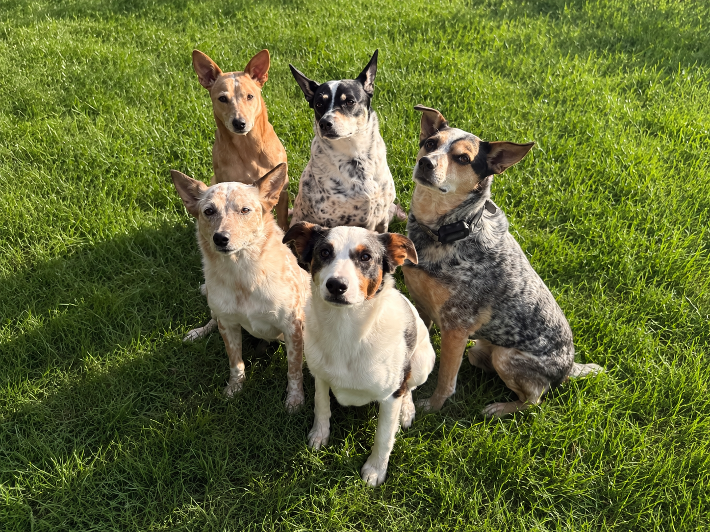 Six dogs sitting on green grass, facing the camera with alert expressions, natural sunlight casting shadows behind them.