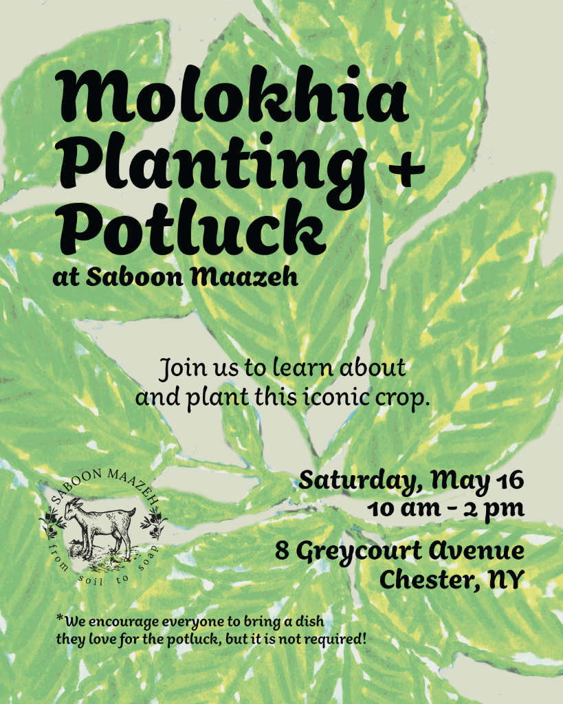 Mlukhiyye Planting and Potluck