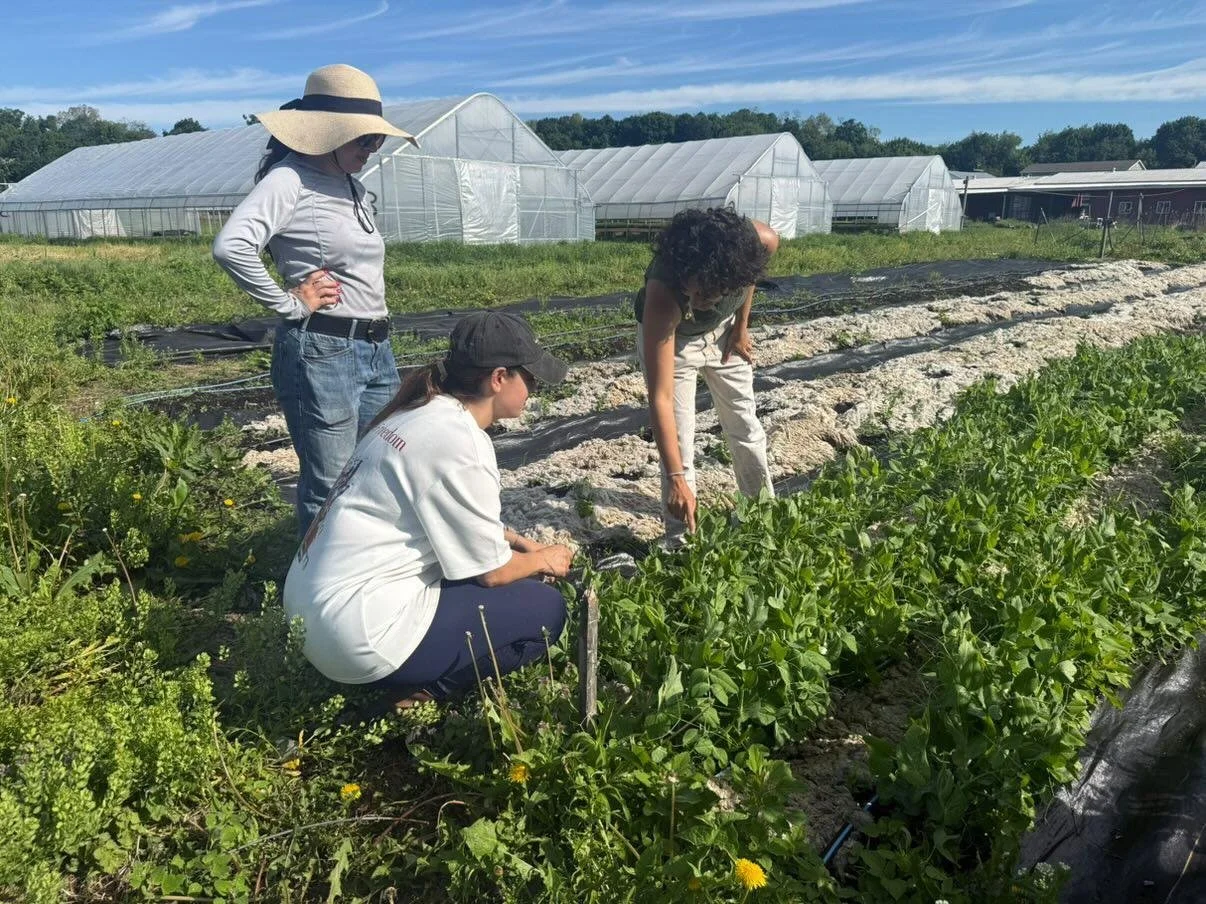Farm Volunteer Day and U-Pick