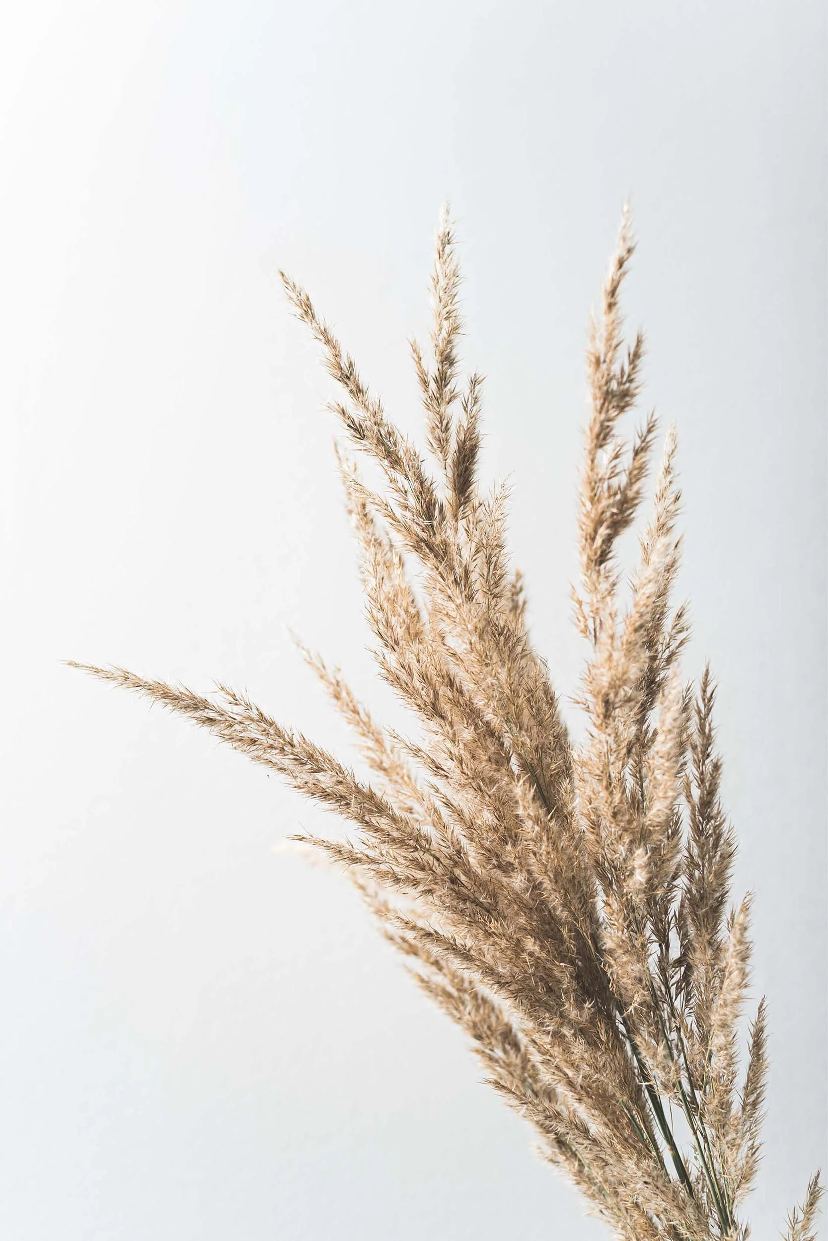 Dry beige grass with feathery seed plumes against a plain white background.