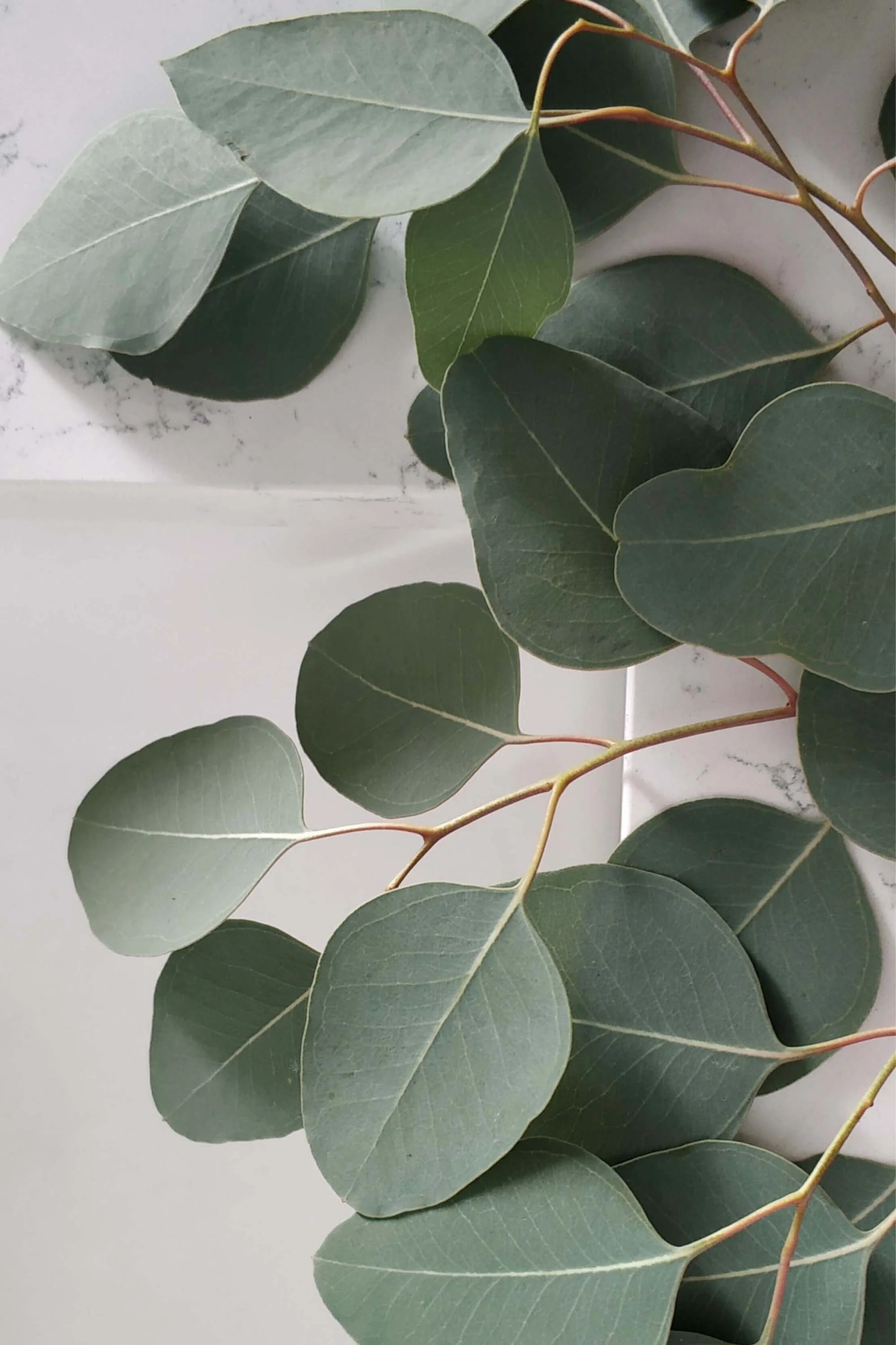 A branch with multiple green leaves overlapping each other on a white marble surface.