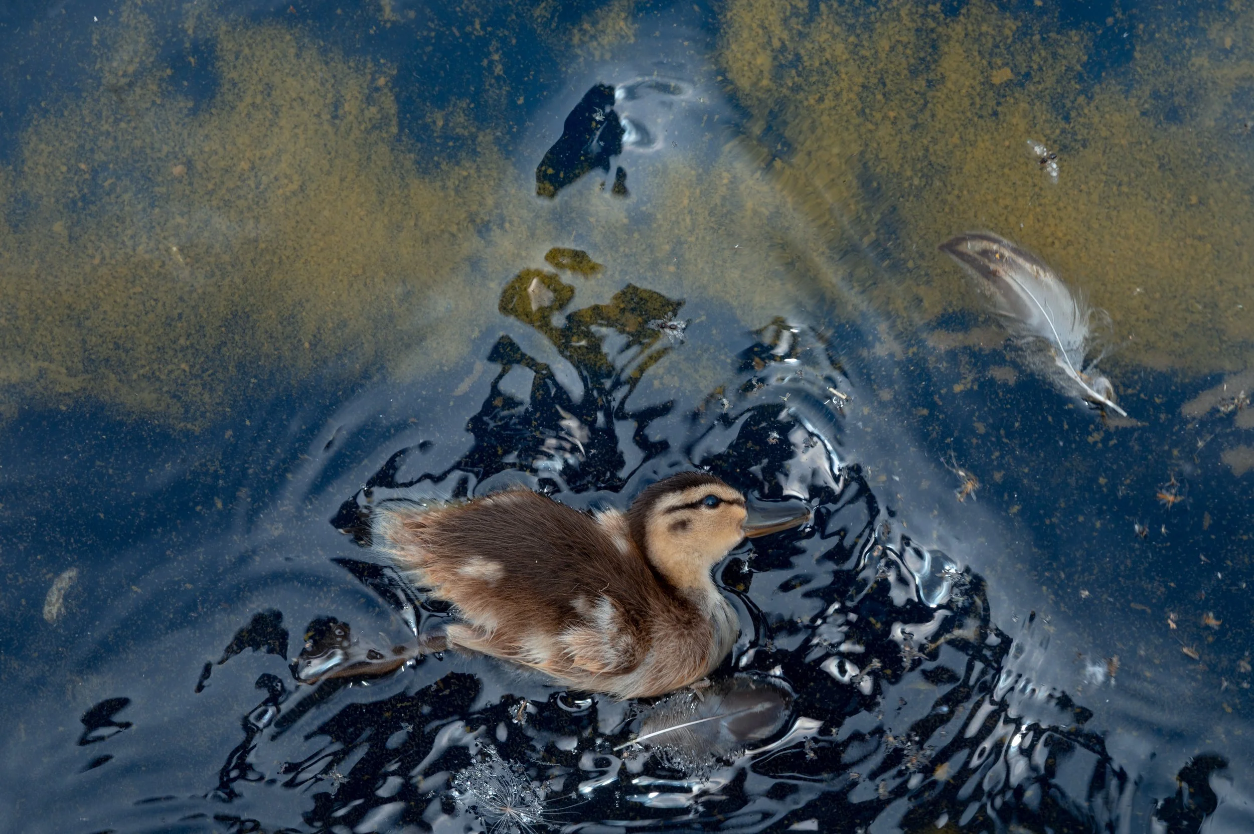 A dead duck floats among algae in the Reflecting Pool on the National Mall in Washington, D.C., as crews work nearby to clean the water following renovation efforts.