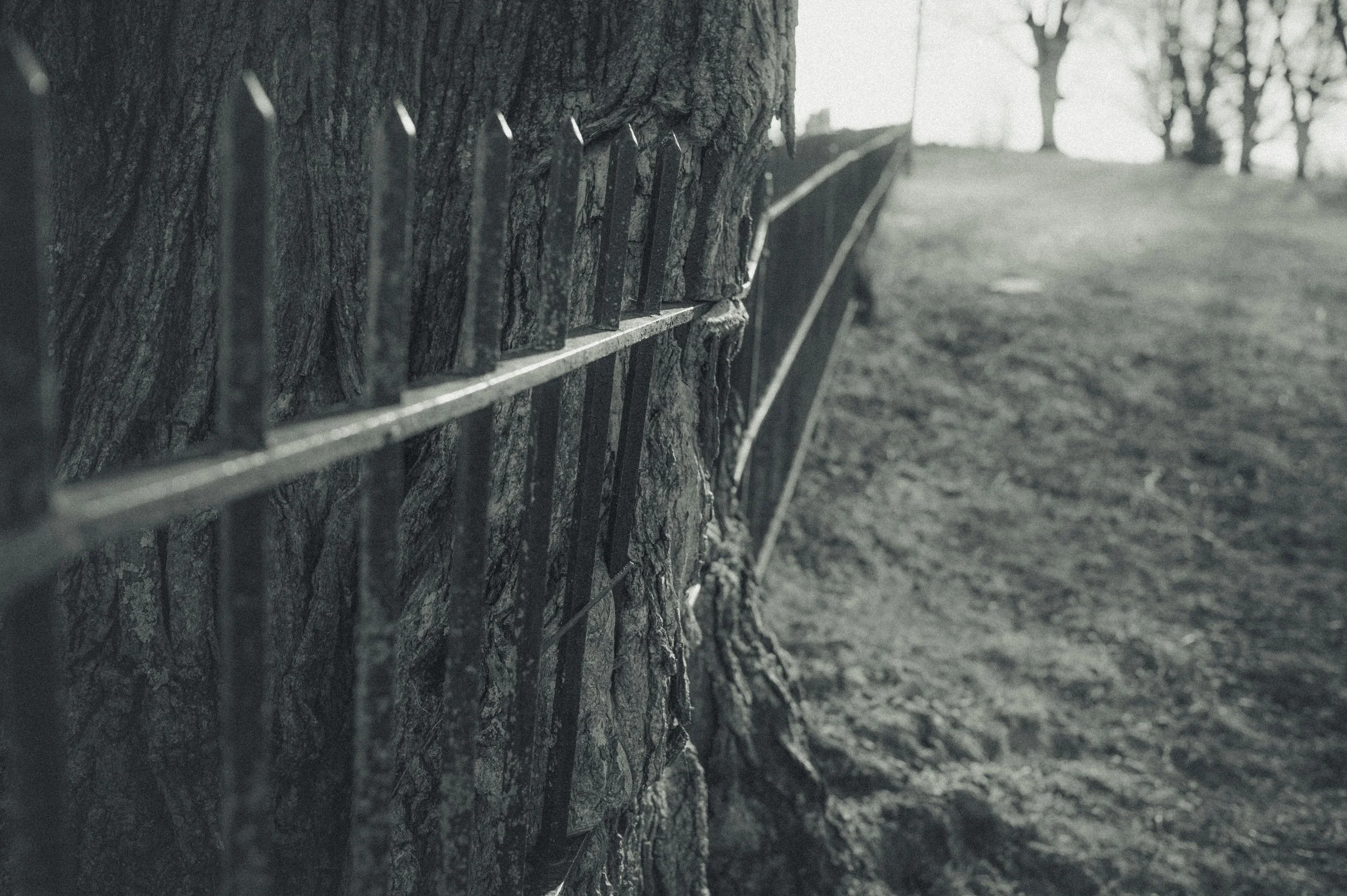 Close-up of a tree trunk with protective metal fencing around it in a park, with a path and trees visible in the background.