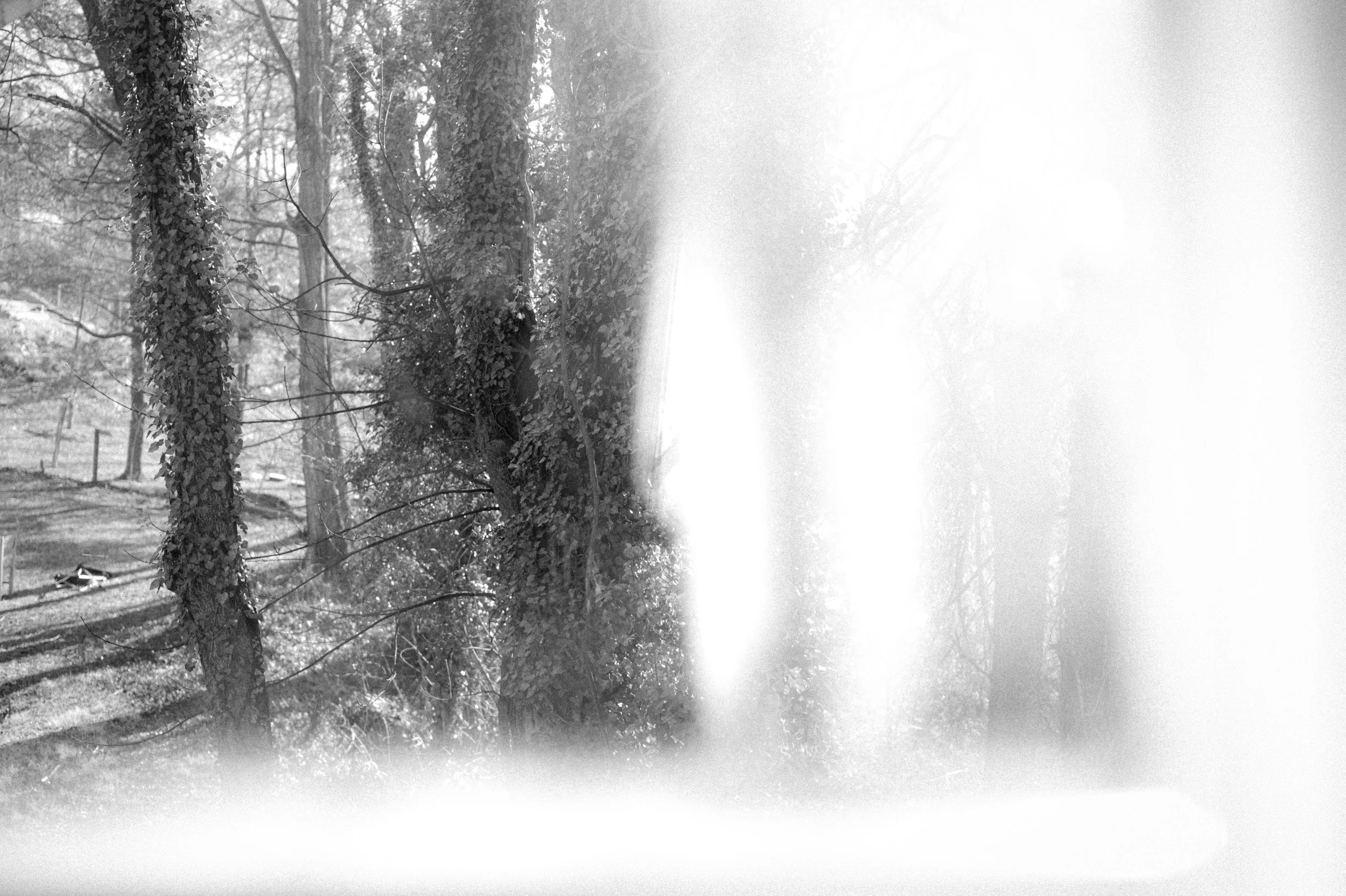 Black and white photo of trees in a forest with a bright light or glare covering the right side of the image.