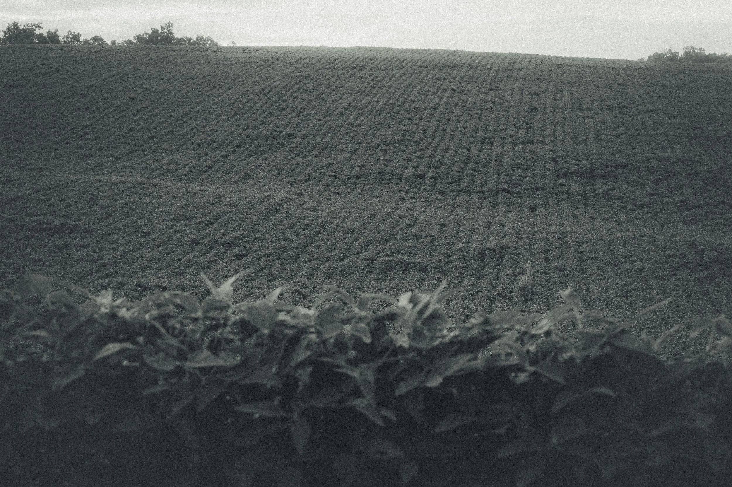 A vast field with rows of crops and a hedge in the foreground.