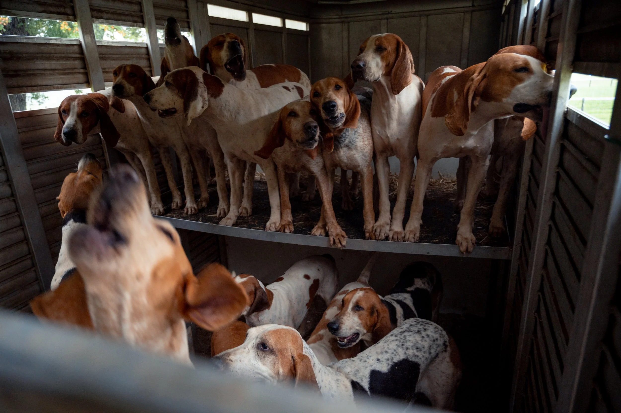 Hounds wait inside a trailer before the Parade of Hounds at 9:30 a.m. during the Foxfield Fall Races on Sunday, Oct. 4, 2026, in Albemarle County, Va. The parade is part of the event’s traditional hunt-related festivities.