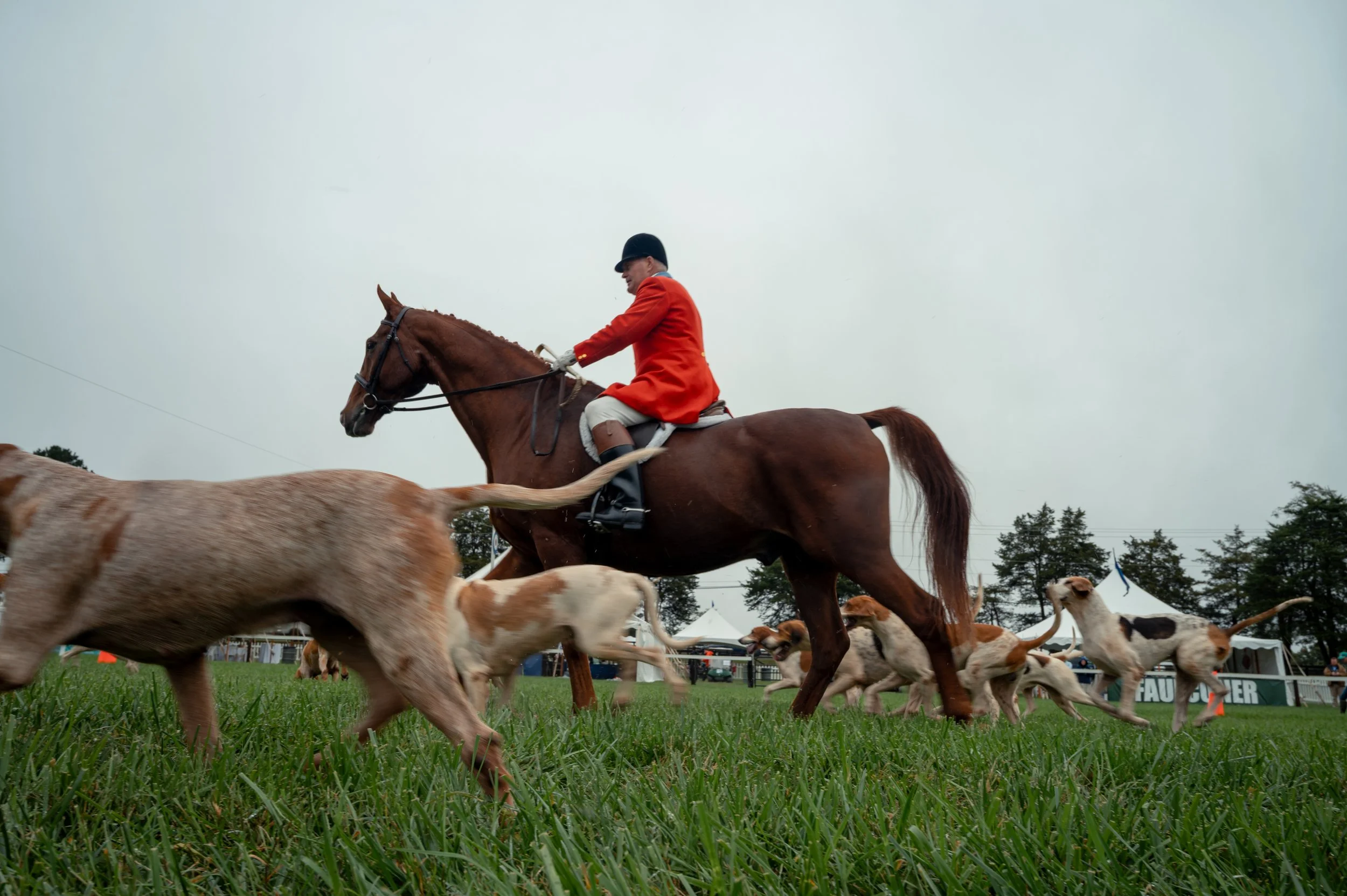Hounds parade around the track at the start of the fall Foxfield Races in Charlottesville, Va., Sunday, Oct. 4, 2026, walking together along the course as part of the opening festivities for the annual steeplechase event.