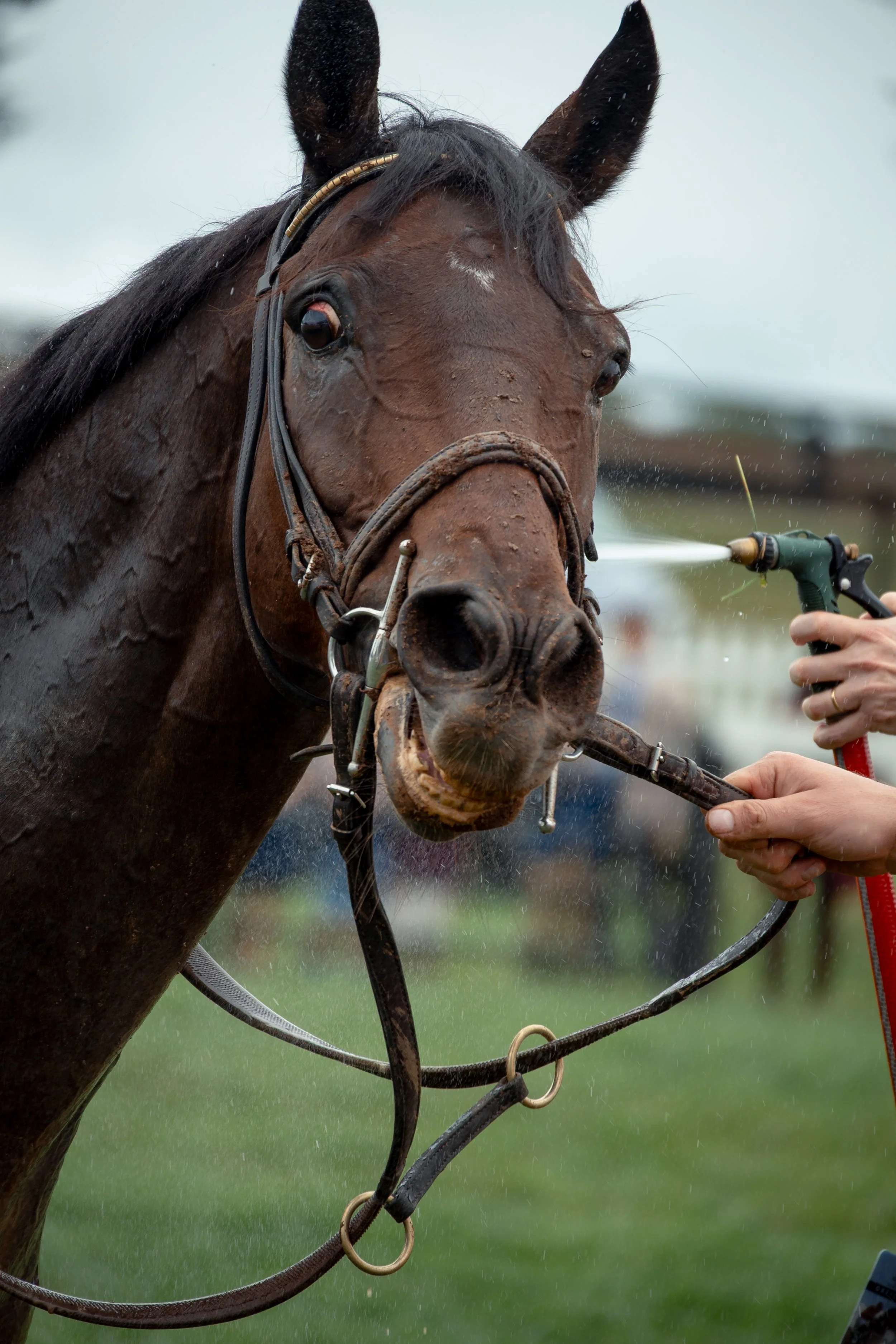 Horses are doused with buckets of water to help cool them down and rinsed with hoses to remove mud after racing.