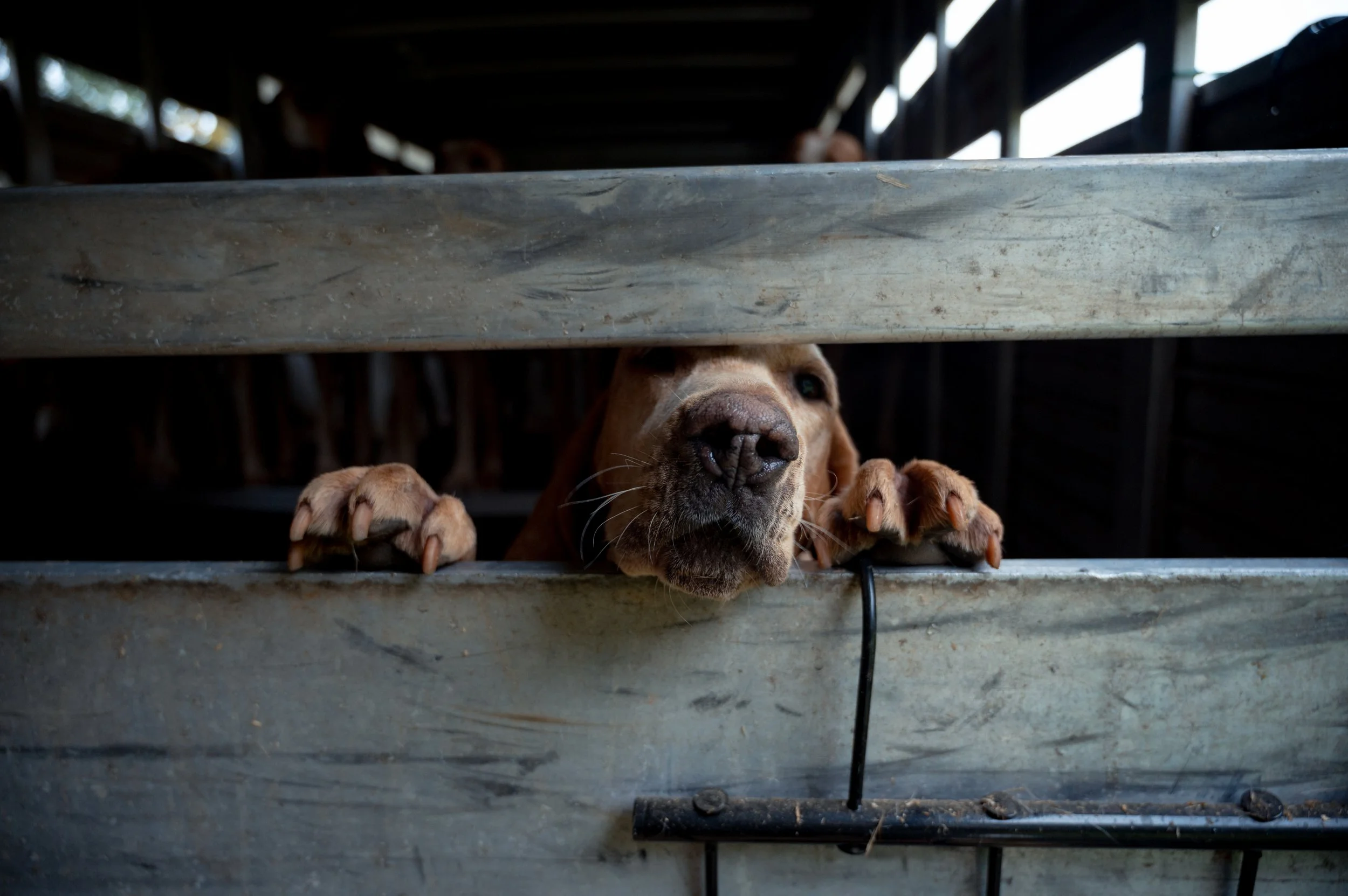 Freckles, a four-year-old hound, has participated in the Parade of Hounds at the Foxfield Fall Races for the past three years. Towards the end of the parade he gets distracted with the smell of the foods and has to be called back.