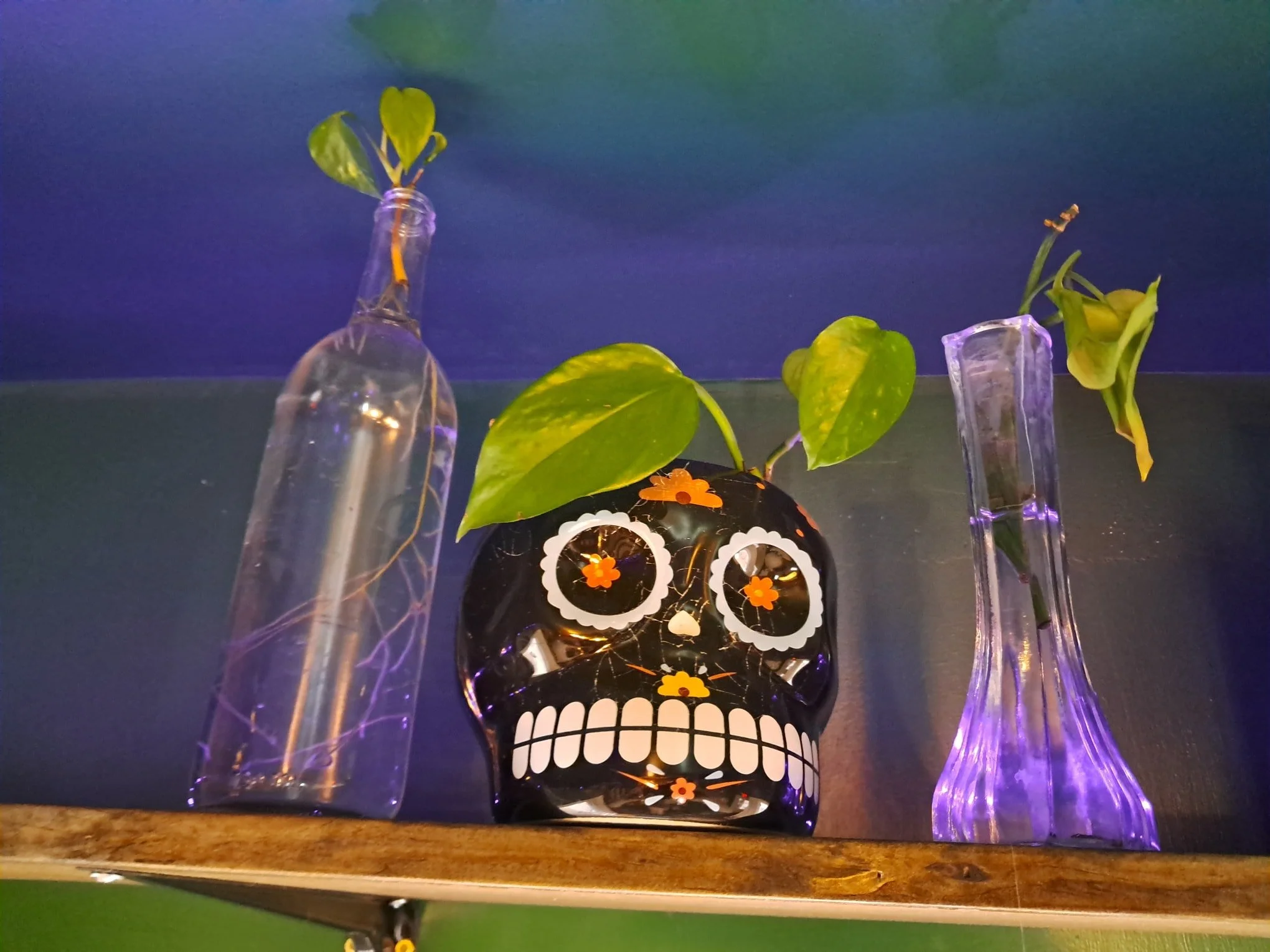 Make sure so come see us on January 17th! We have a plant exchange for 10am - 11am. Bring your clippings and your good vibes!!