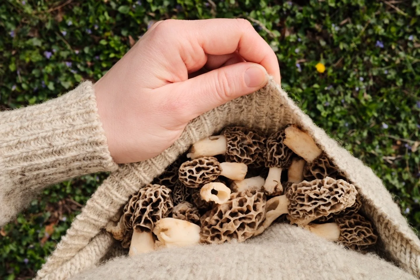 April and October are the best months in WV I don&rsquo;t make the rules I just harvest the morels and ramps and persimmons mmmmkay 

Got this sweater from the Bedford, PA goodwill on my drive back to Philly for Easter last week. Rural goodwills are 
