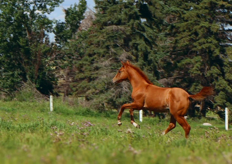 A brown horse galloping through a grassy field with trees in the background.