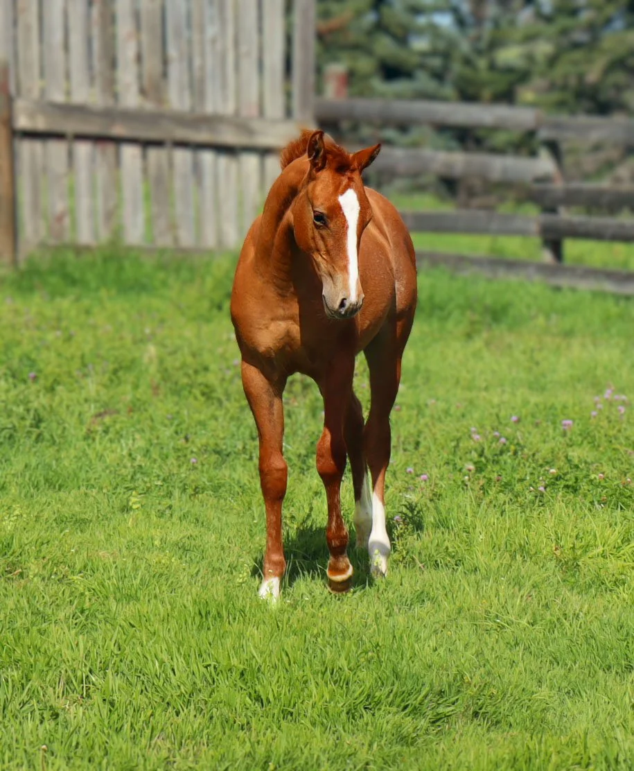 A young chestnut horse with a white blaze walking in a grassy field near a wooden fence.