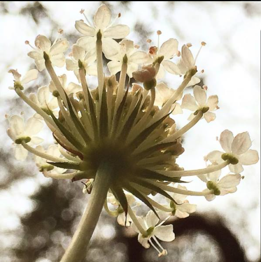 Close-up of the underneath of a cluster of white 'Wild Parsnip' flowers, backlit by blurred sky.