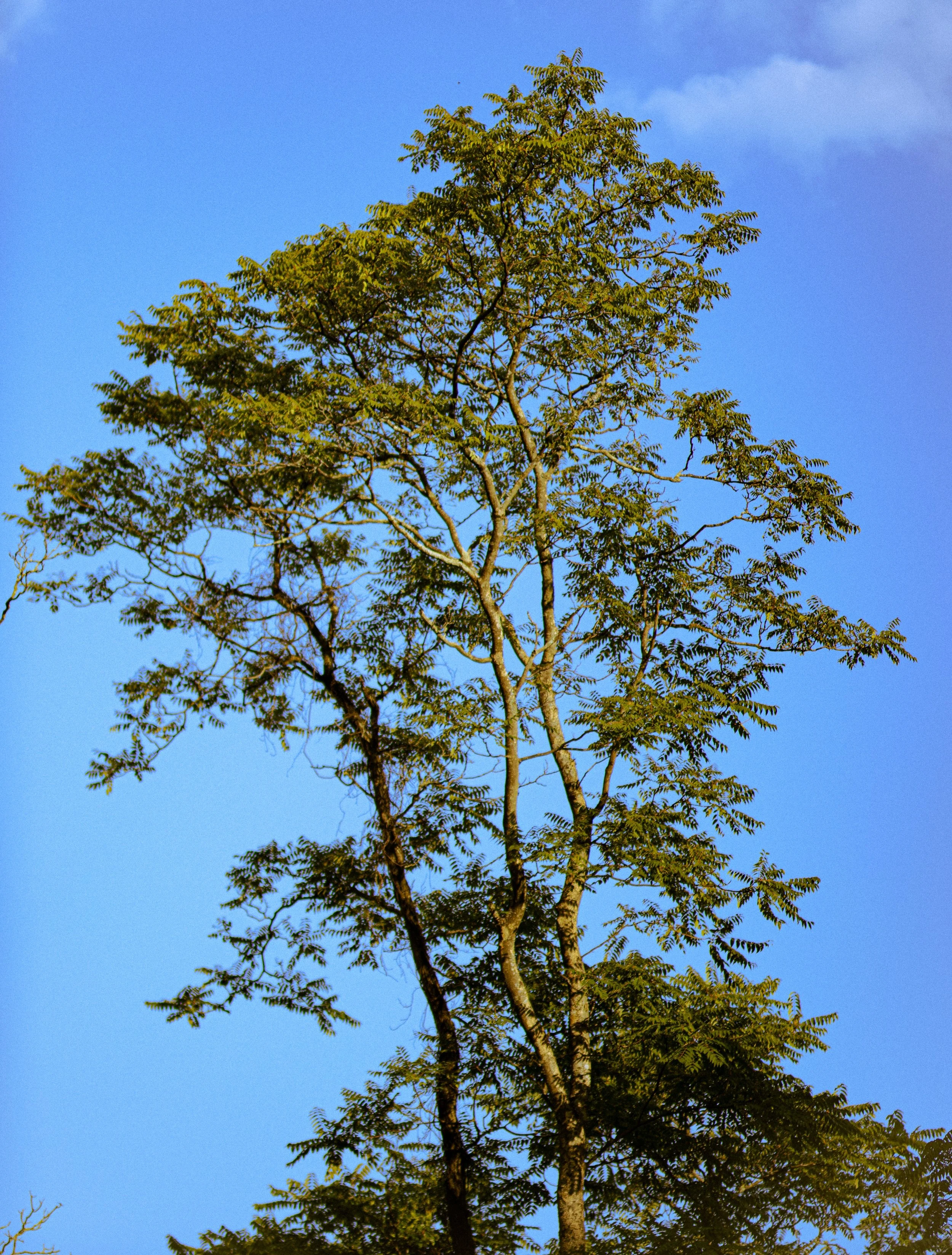 IGP-109.jpg