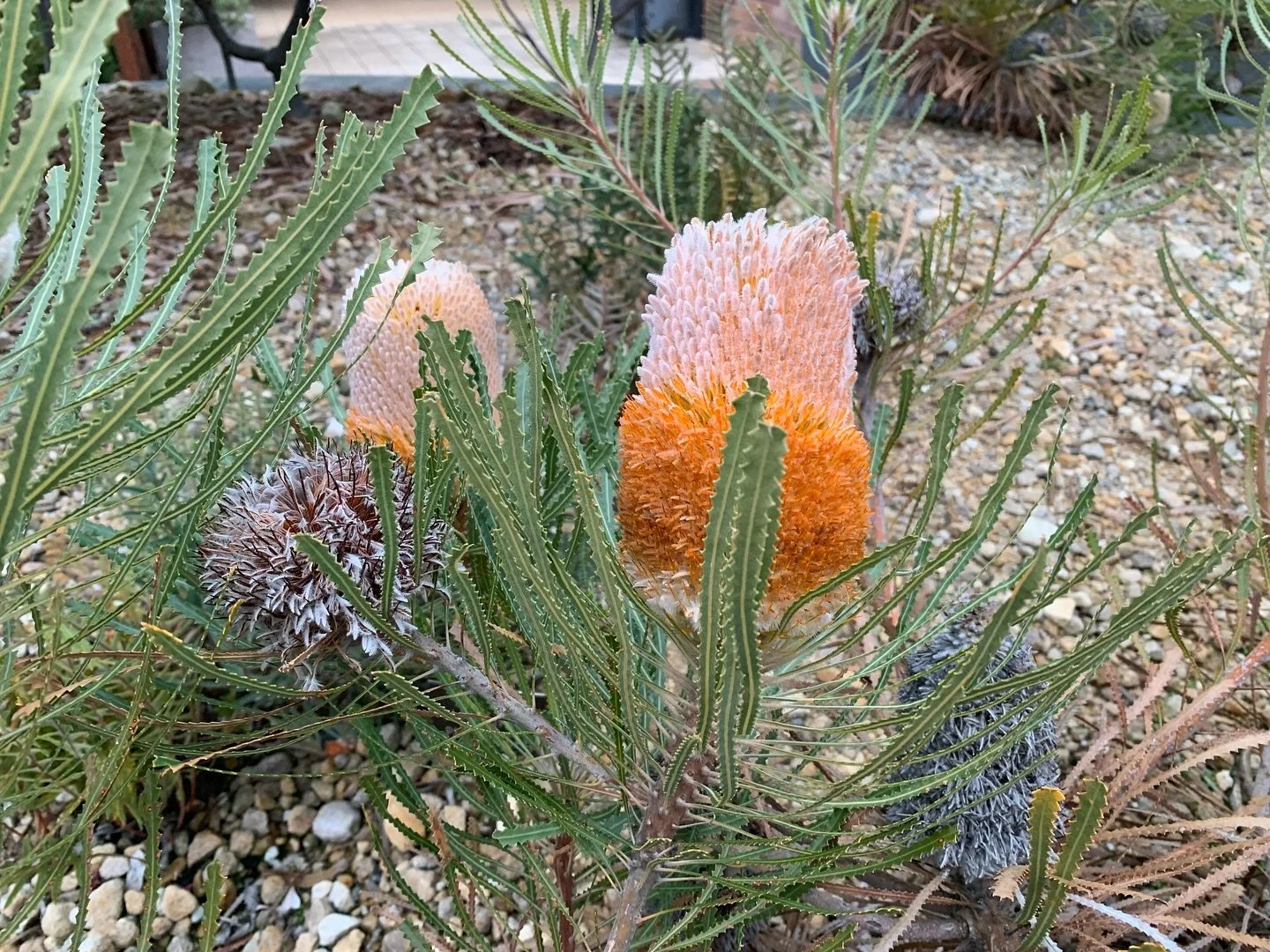 The&nbsp;Banksia hookeriana at the Australian National Botanic Gardens are looking spectacular.
💚
@anbgalive