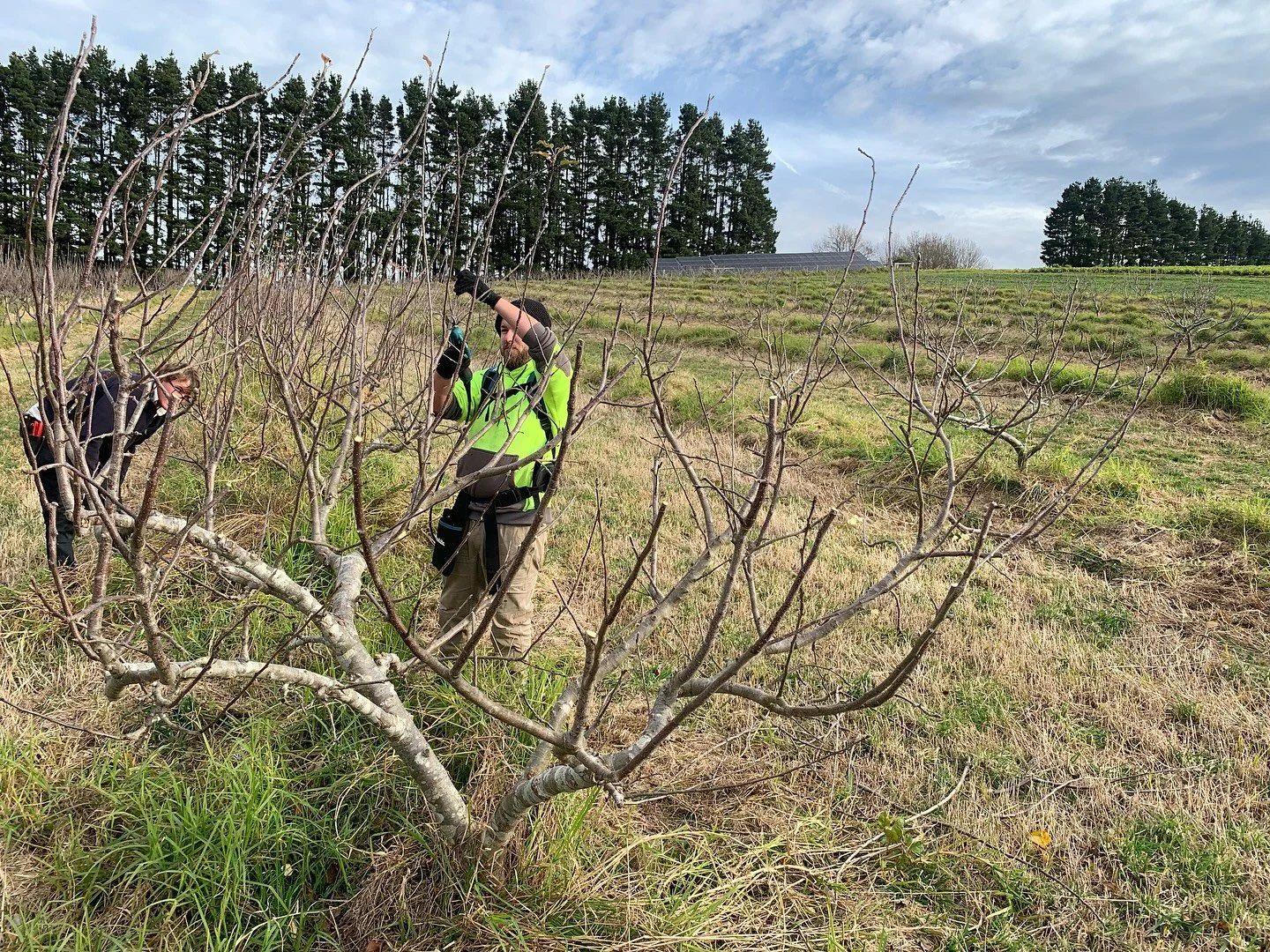 Pruning the orchard at Moonacres Organic Farm.
🍎
@moonacresfarm_official