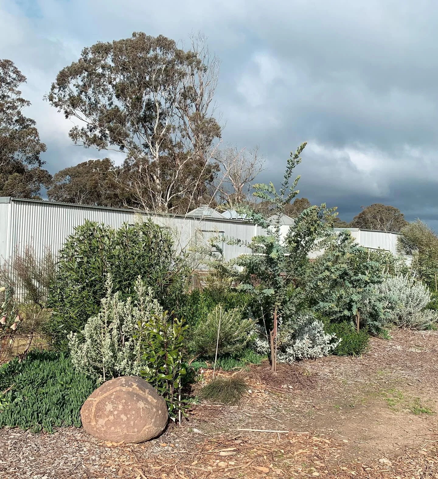 Silver foliage of the Eremophila making a pop on the coldest day of the year. 🌿🌿🌿
.
.
.
#thegraftingcompany #australiannativeplants #australiannatives #grafting #winter #gardendesign #coldclimategardening #landscapedesign #wholesalenursery #garden