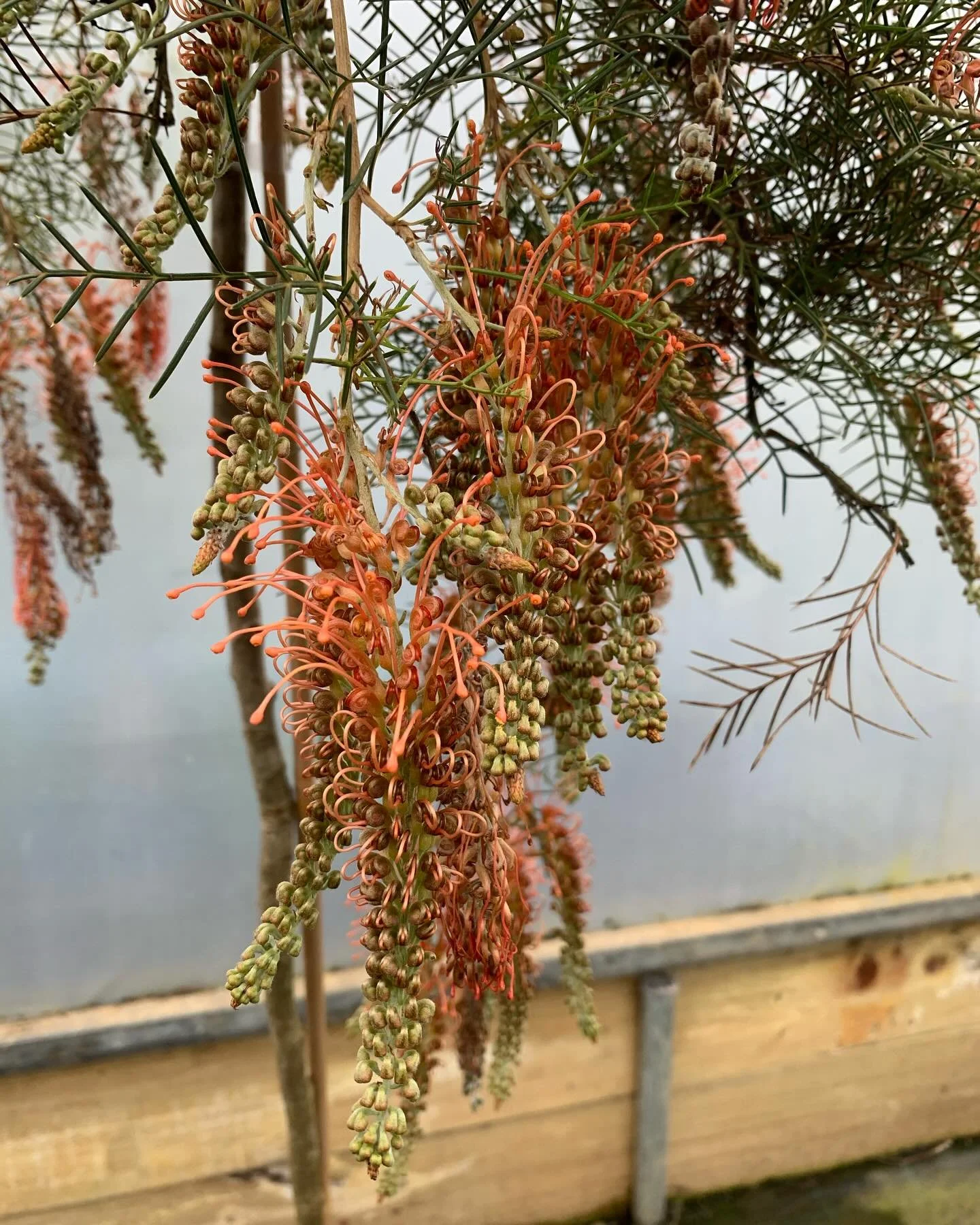 Flowers brightening our day in the nursery while it&rsquo;s trying to snow. 
1,2. Grevillea nana x tenuiloba &lsquo;Thorny Devil&rsquo;
3. Banksia occidentalis 
4. Grevillea nudiflora 

#thegraftingcompany #australiannativeplants #grevillea #winterfl