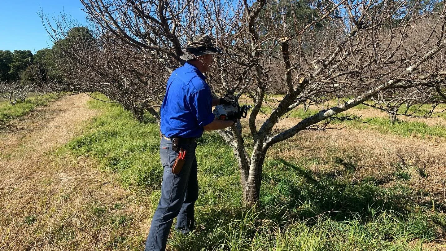 Almost finished pruning @moonacresfarm_official orchard. Gotta love these new power secateurs from @makitaaustralia 🌳✂️🪵
.
.
.
#thegraftingcompany #fruittrees #moonacresfarm #pruning #pruningseason #horticulture #southernhighlands #plantgeek #winte
