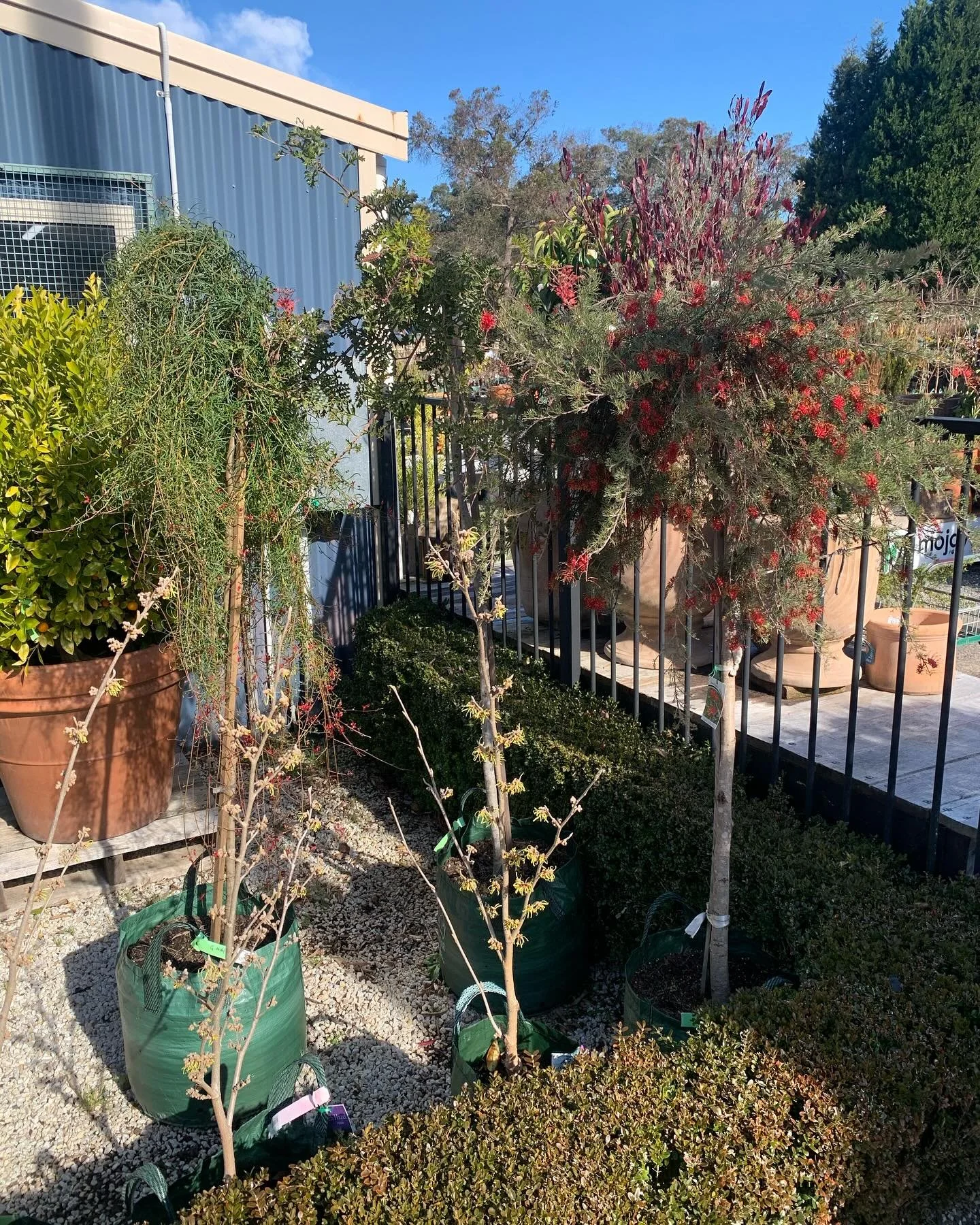 Some of our beautiful grafted standard grevilleas putting on a show despite the cold at @welbygardencentre .
This Graceful Ava variety is putting on a show.
🌿🧣

#thegraftingcompany #grevillea #welbygardencentre #winter #australiannatives #sustainab