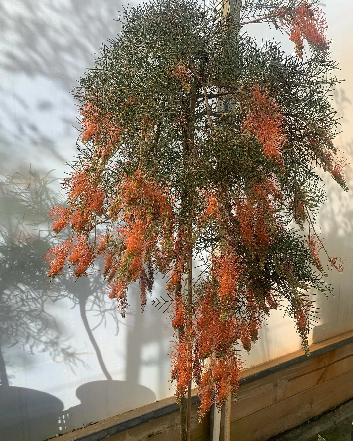 Great to see so much colour in the nursery and stock beds despite the cold. Winter flowering grevilleas and early spring flush coming together for a great show.  First to last. Grevillea nana x tenuiloba Thorny Devil, Grevillea tenuiloba, Grevillea b