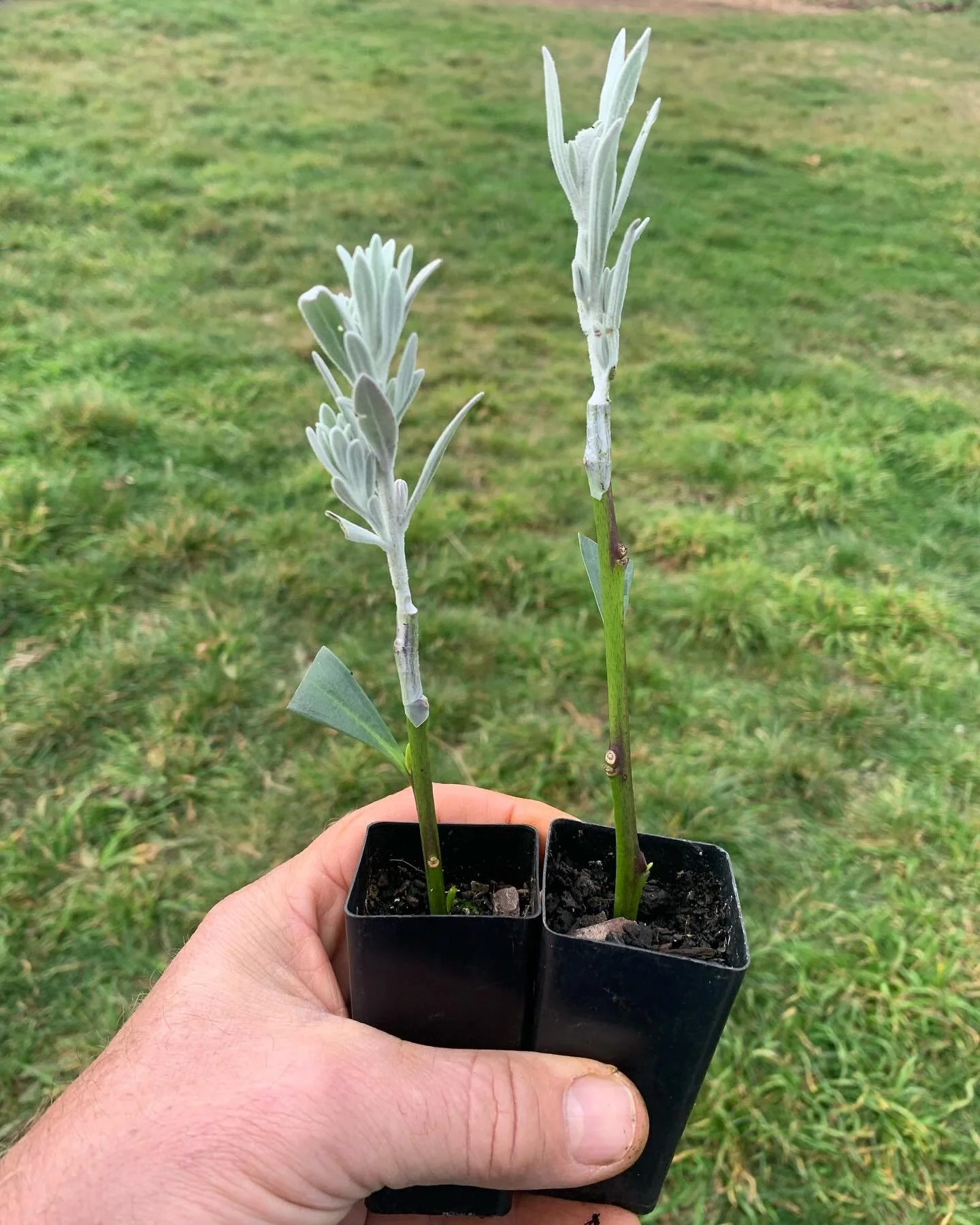 The demonstration Eremophila grafts we did for Gardening Australia are looking good 4 weeks on. Clarence we will make a grafter out of you yet. 

#grafted #graftednatives #gardeningaustraliafinegardening  #southernhighlandsnsw #australiannativegarden