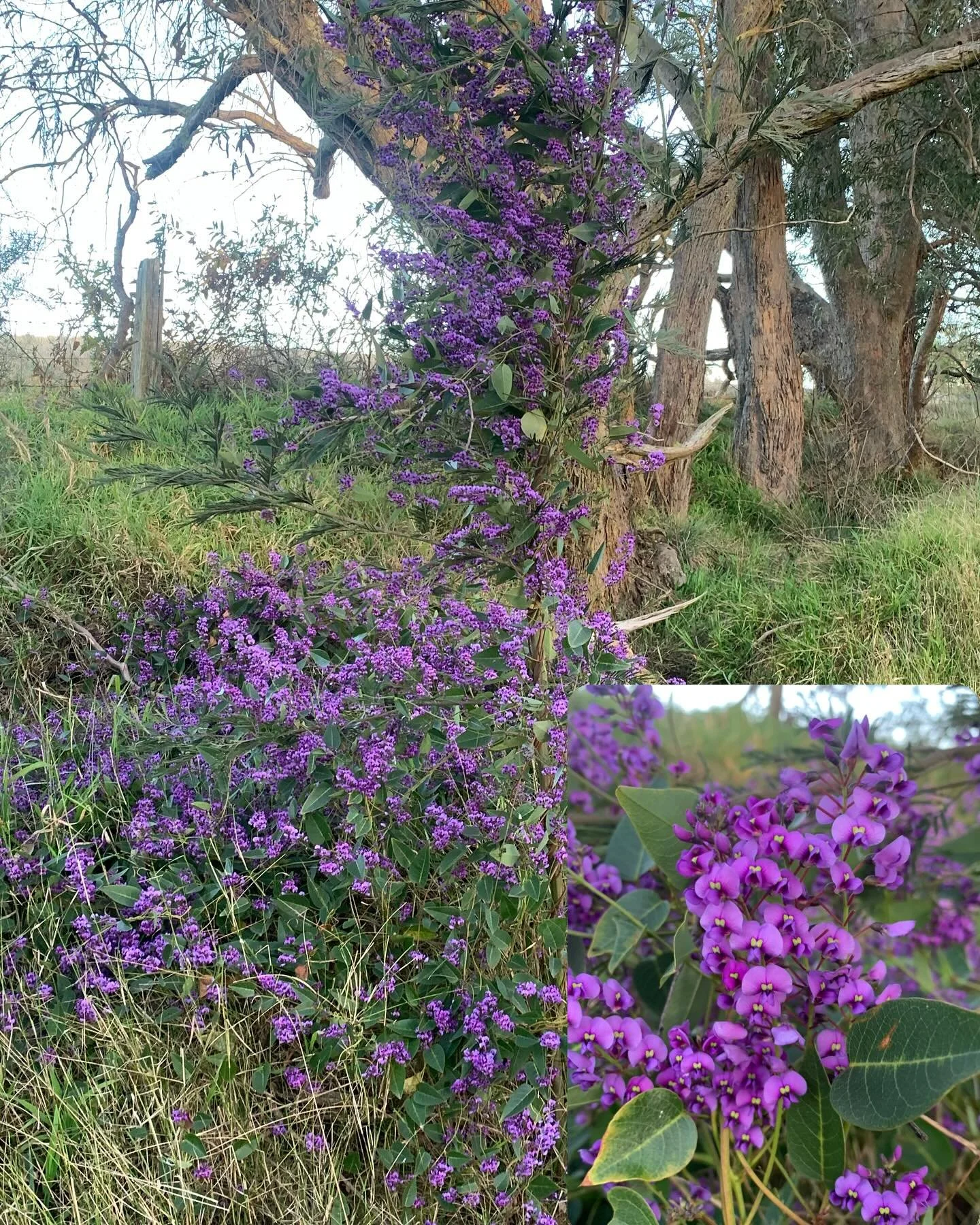 Ok so I didn&rsquo;t graft this but the Purple Coral Pea, Hardenburgia violacea is putting on an amazing show at the moment. This one on the road side near the nursery catches my eye every time I drive past. Nature is often the best teacher of good g