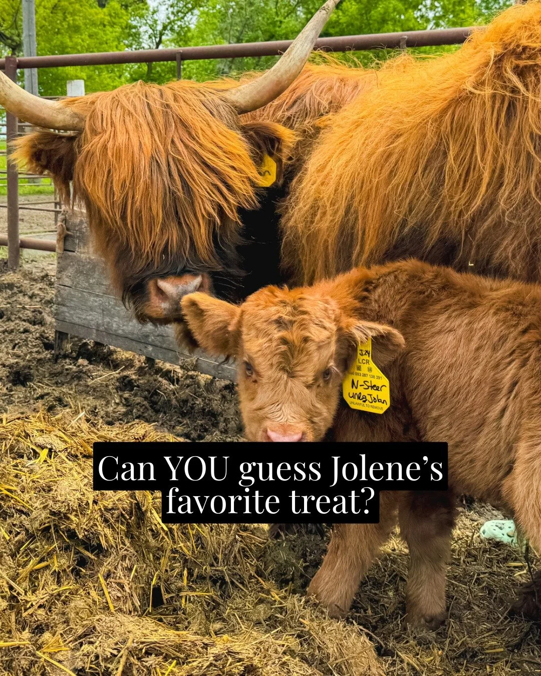 Jolene LOVES her treats, especially the ones from the farm! 🐮💛 I picked a few of her favorites&hellip; but can you guess which one she loves the most?

Swipe through and take your best guess before the last slide. Did you get it right? Comment belo