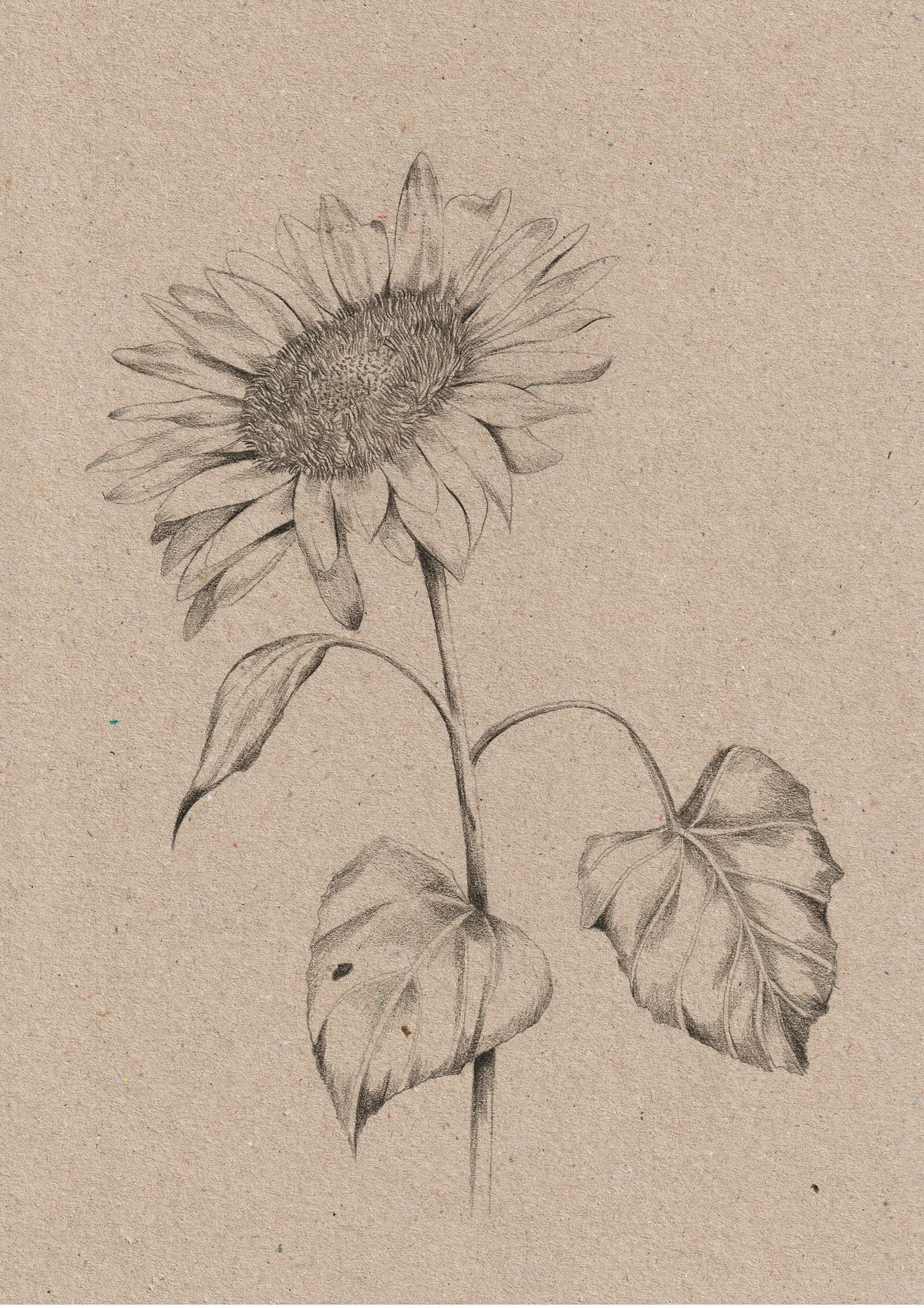 Kelly_Thompson_The_Avantguard_sunflower_2048x2048.jpg