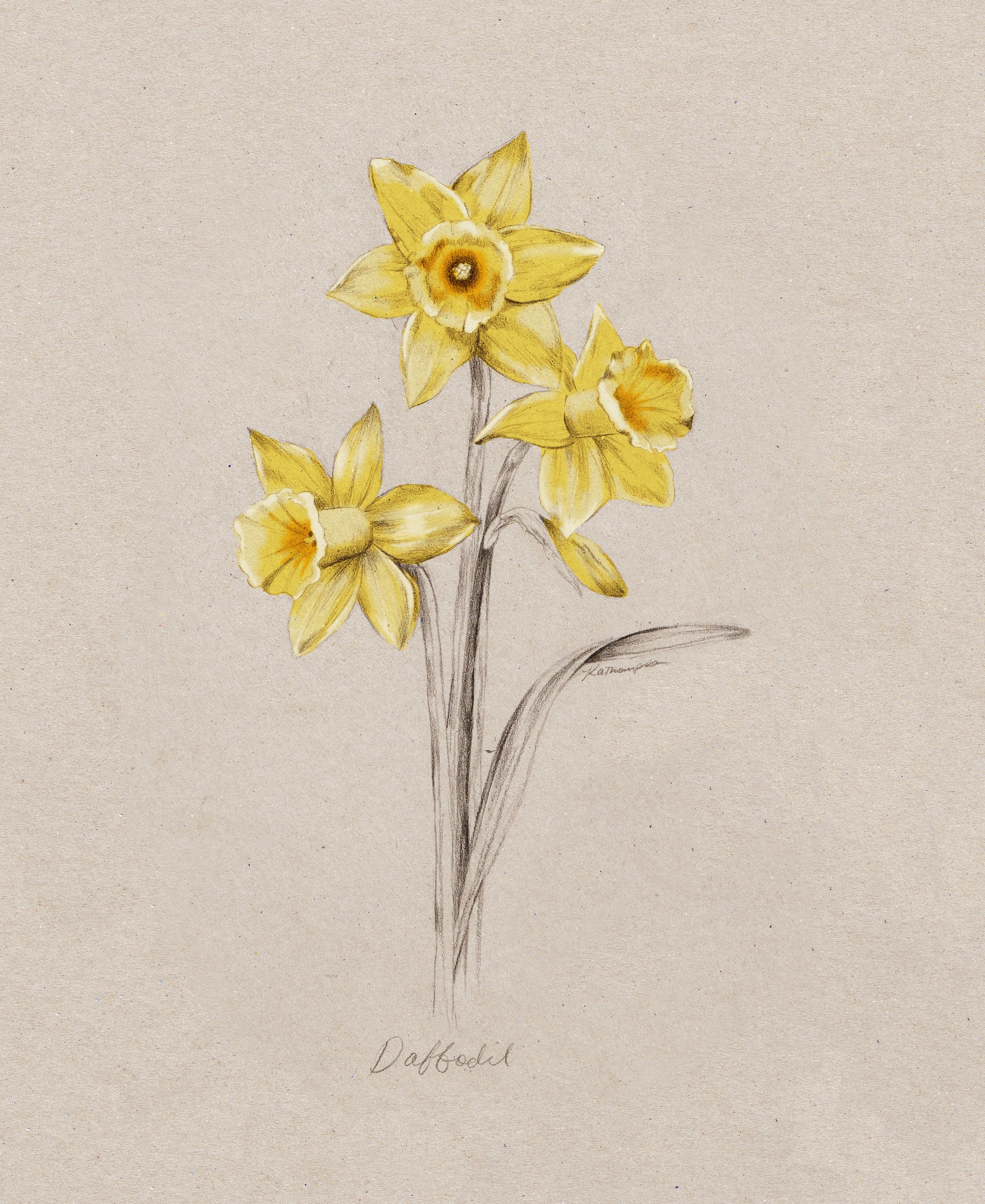 daffodil_sized.jpg