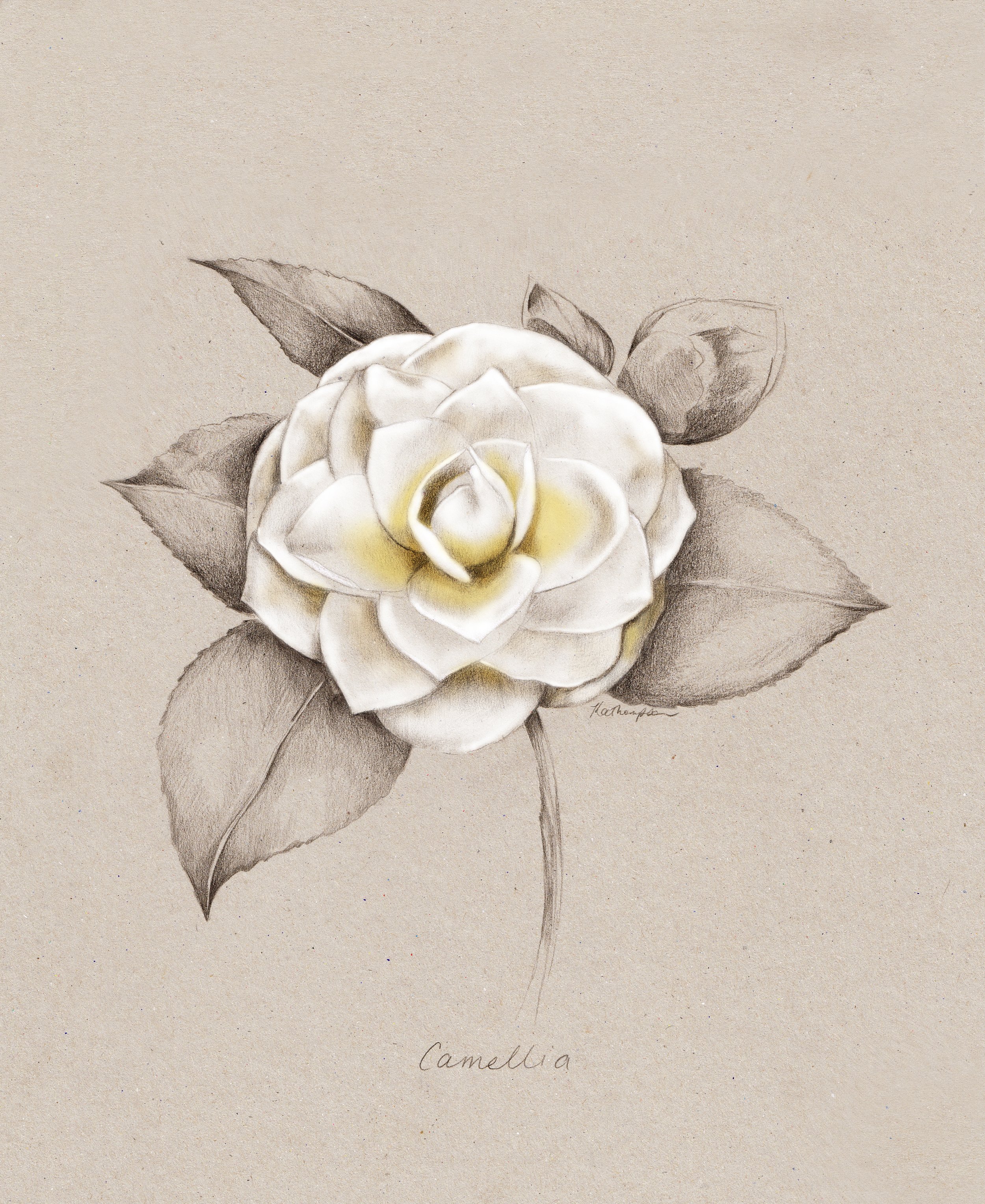 Camellia.jpg