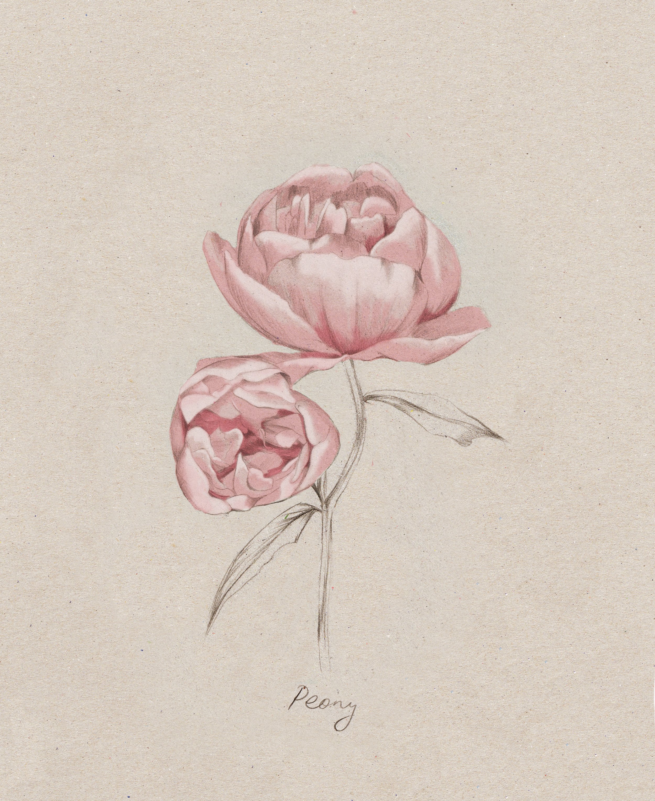 Peony.jpg