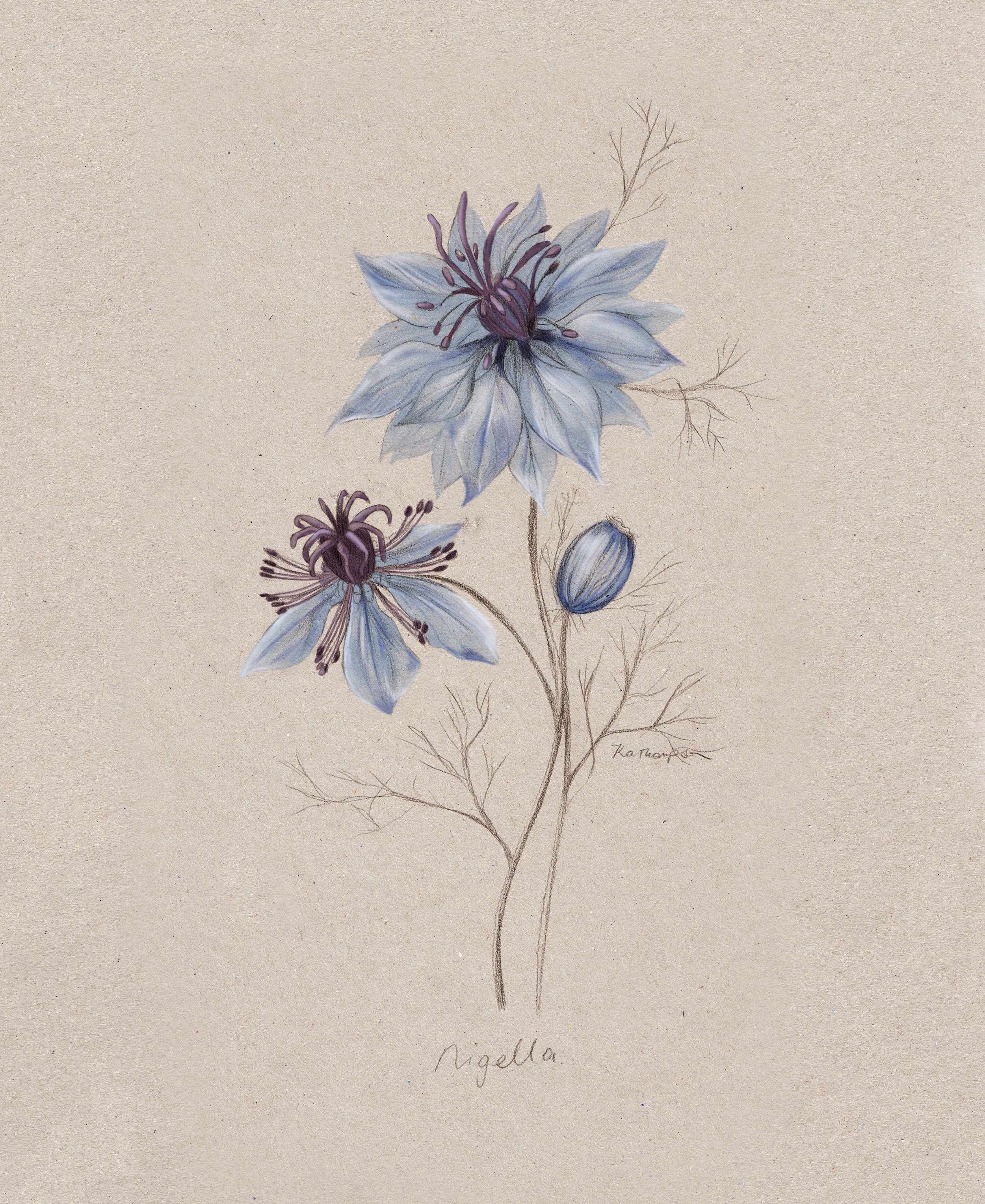 Nigella.jpg