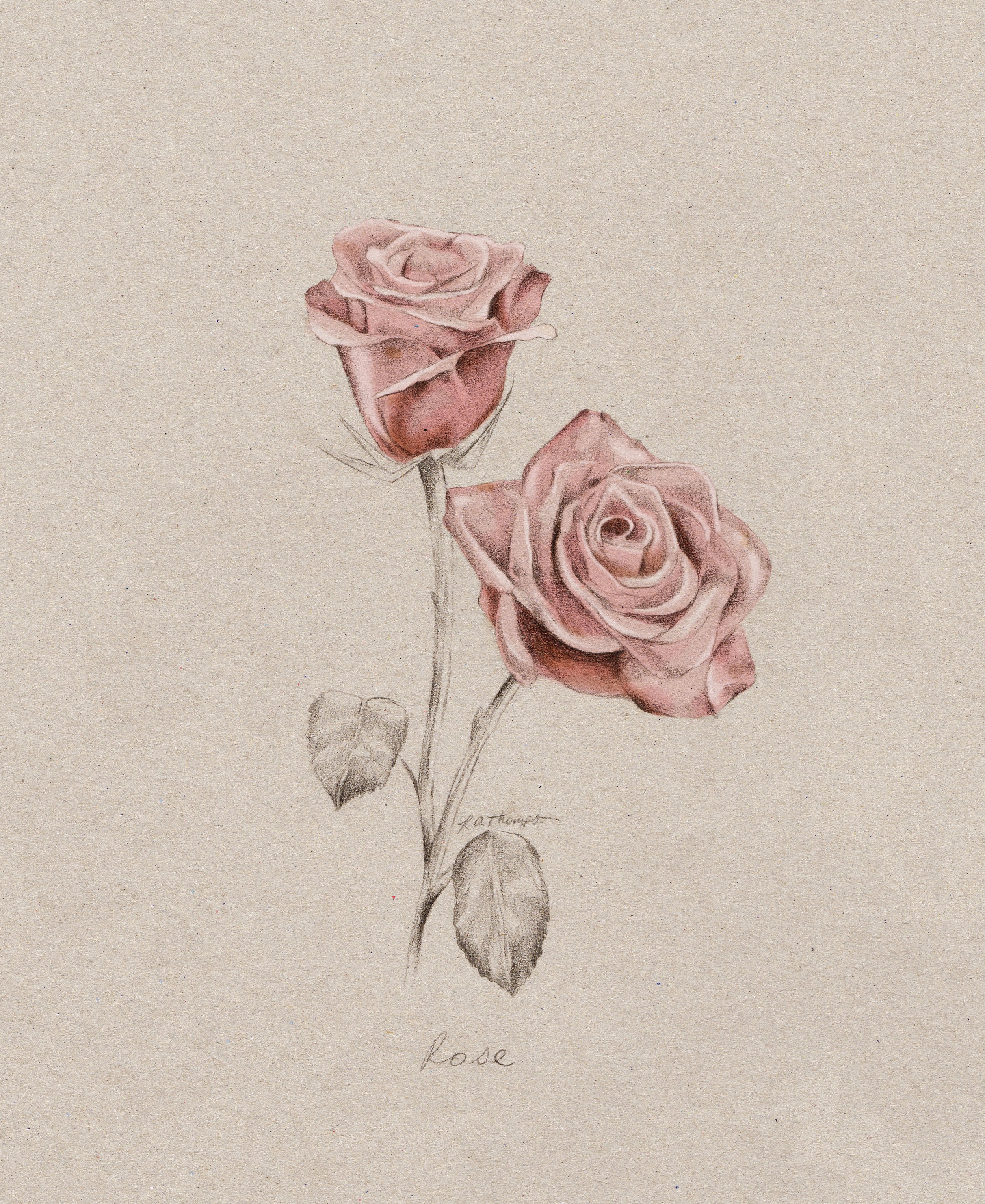 rose_sized.jpg