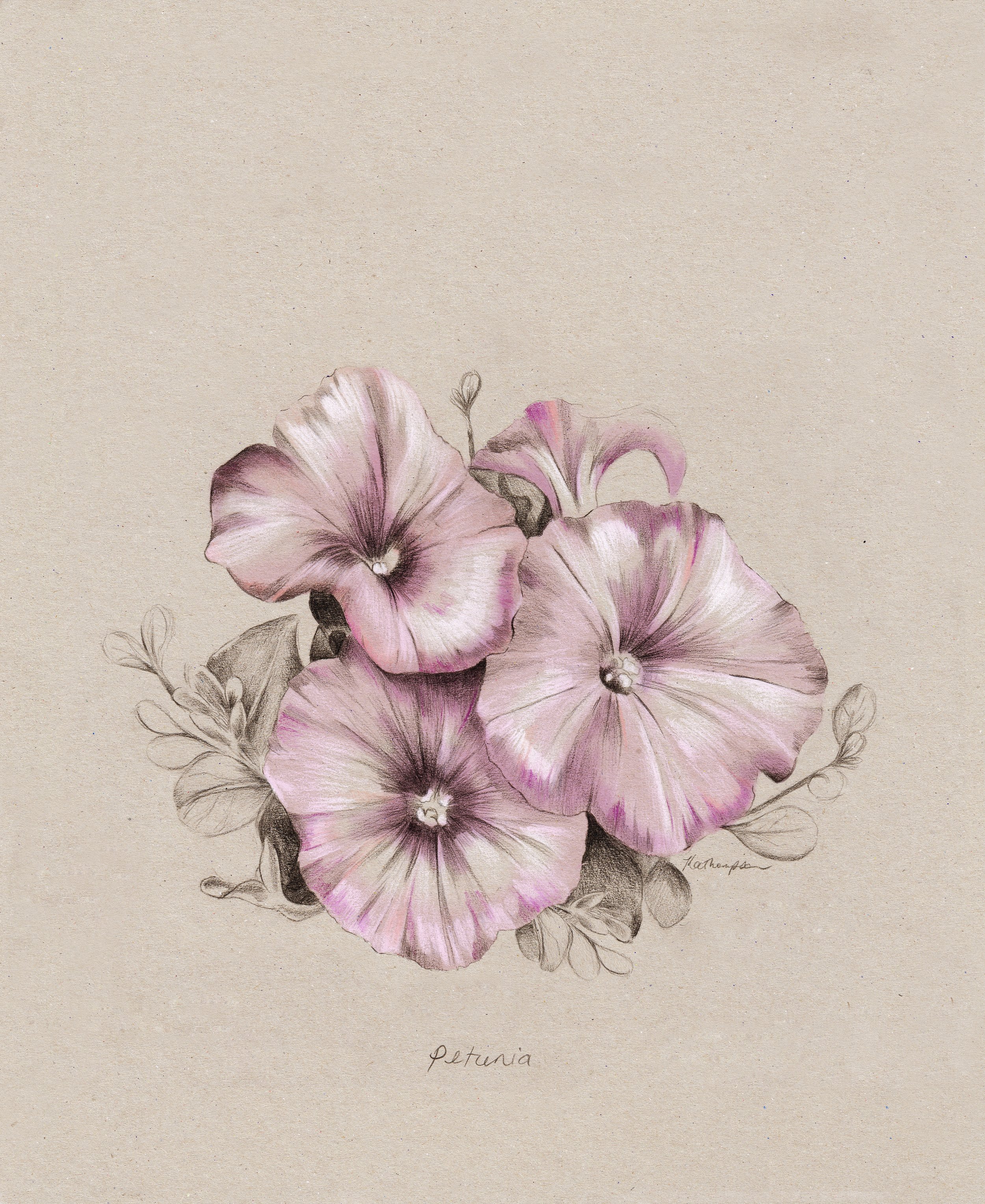 Petunia.jpg