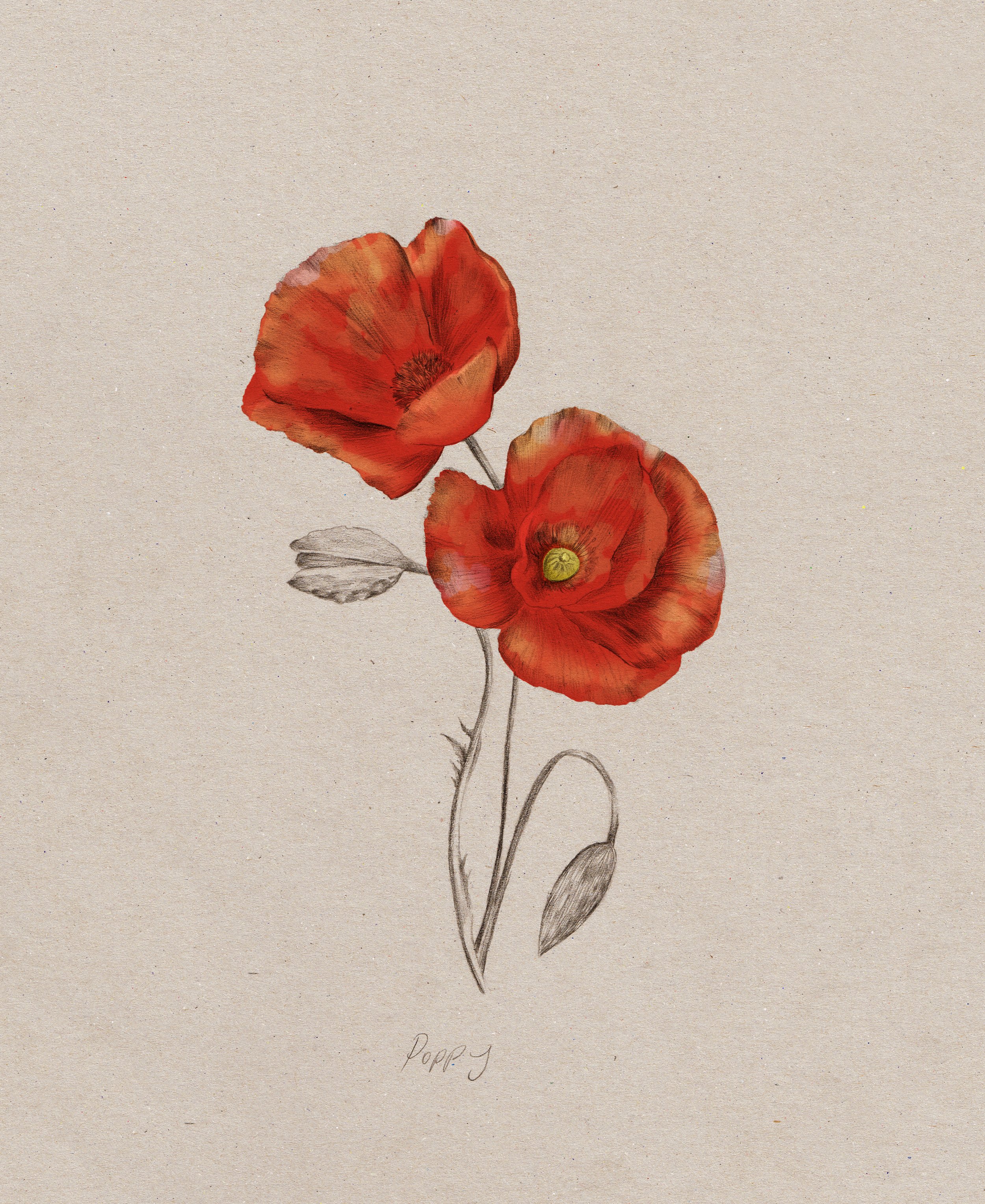 poppy_flat.jpg