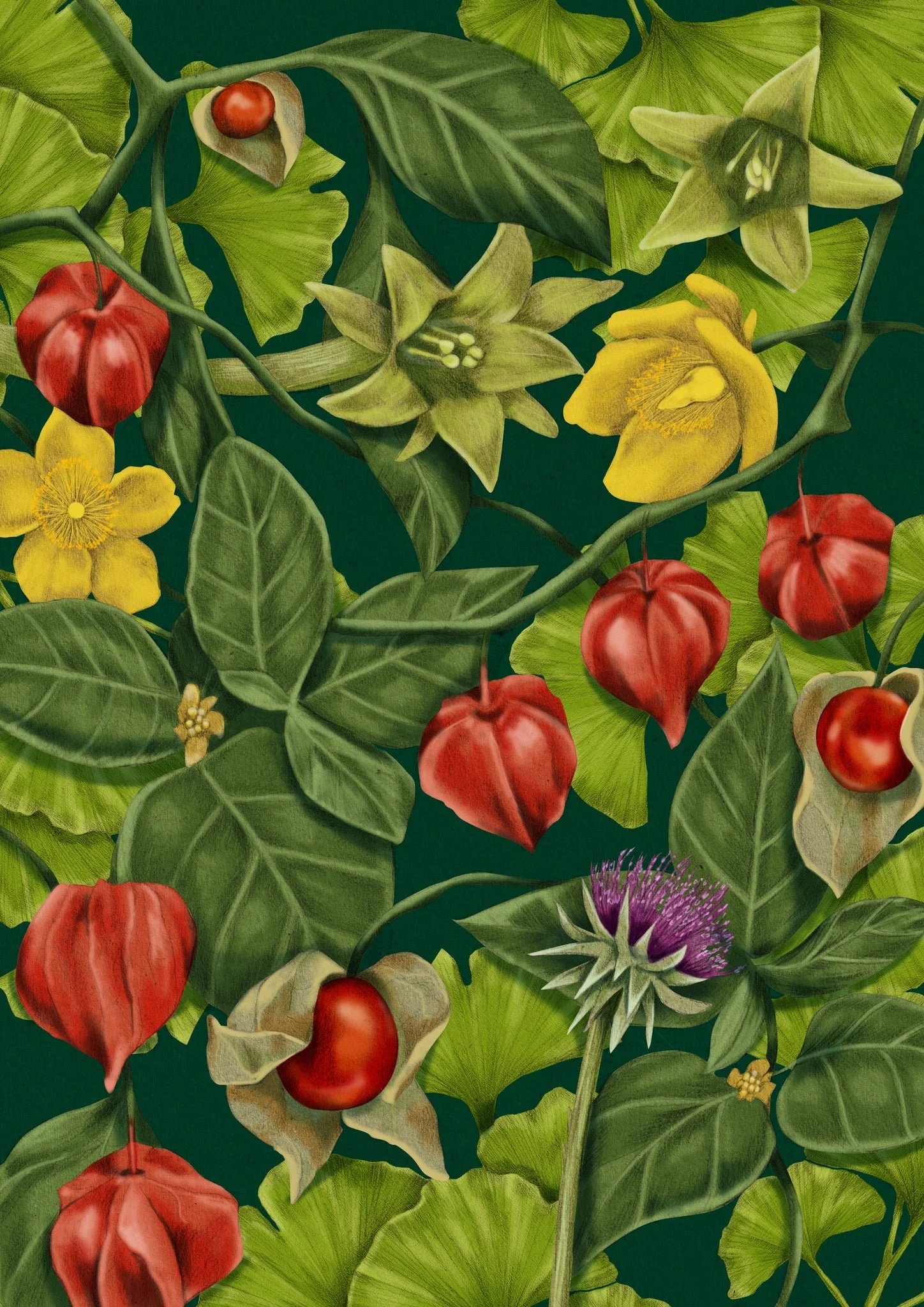 Kelly Thompson Illustration for Thompsons Herbals