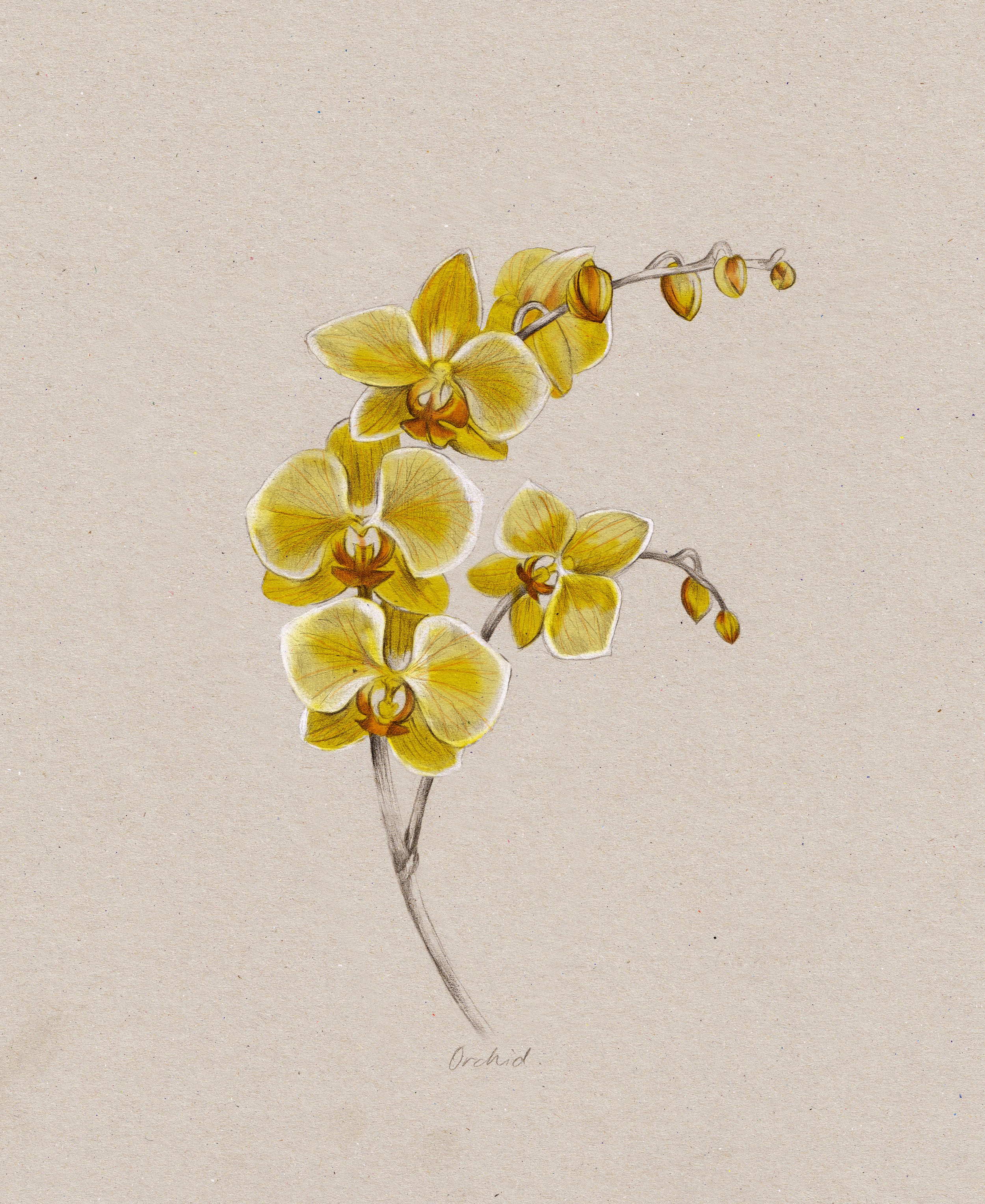 orchid.jpg