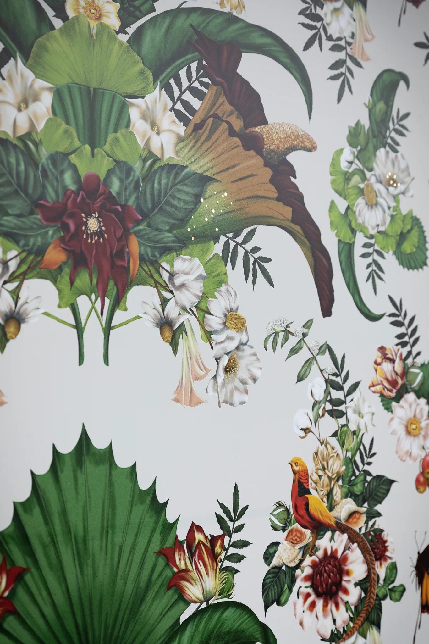 Kelly Thompson botanical Illustrator for Melbourne Museum Titanic exhibition