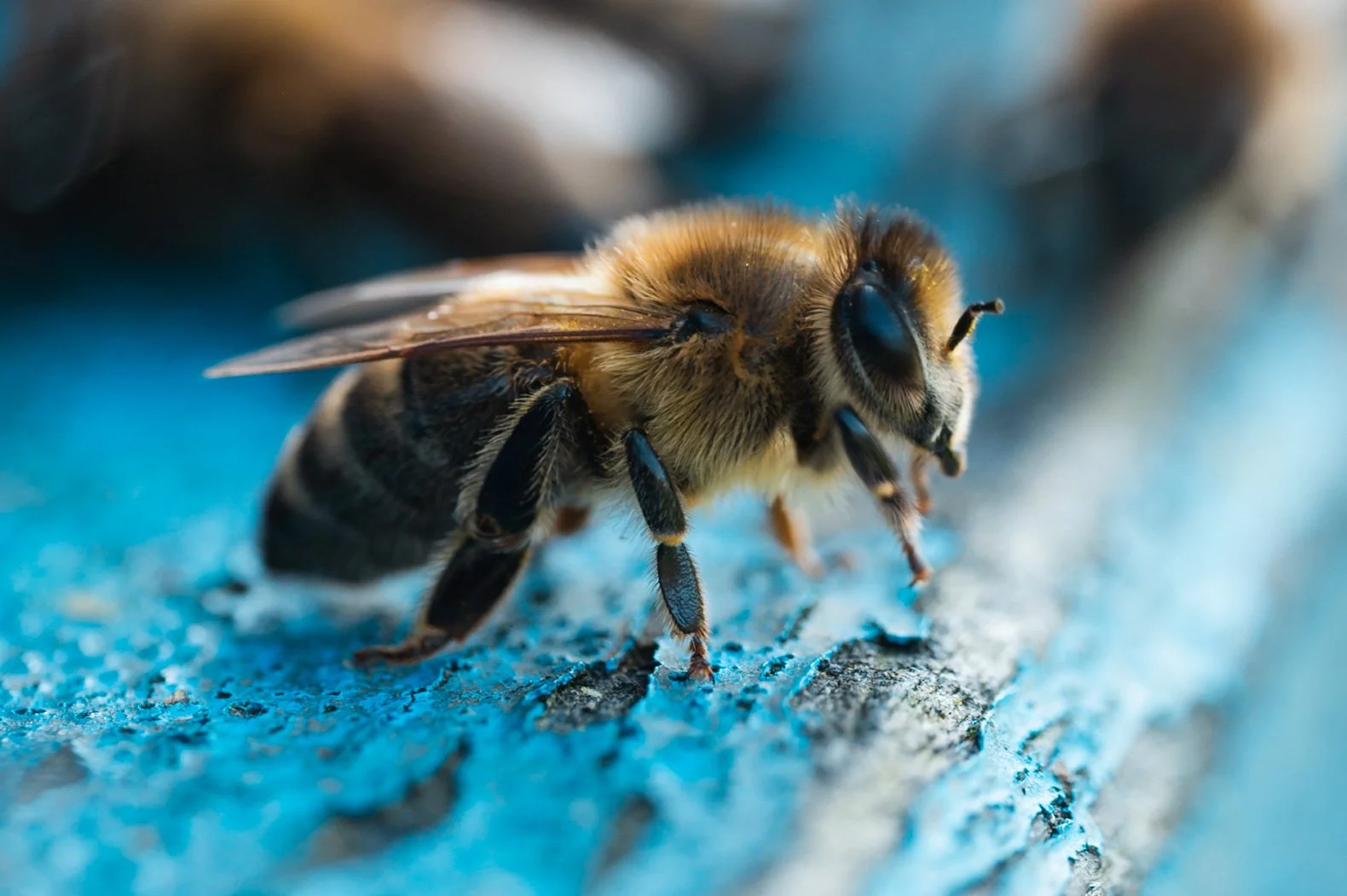Imkerin und Bienen fotografisch begleitet