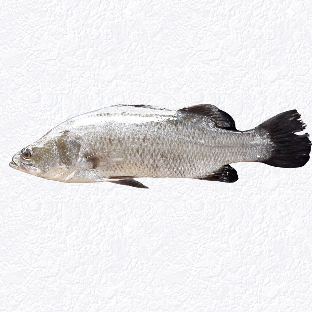 Barramundi Fillet: The Truth behind Asian Seabass name