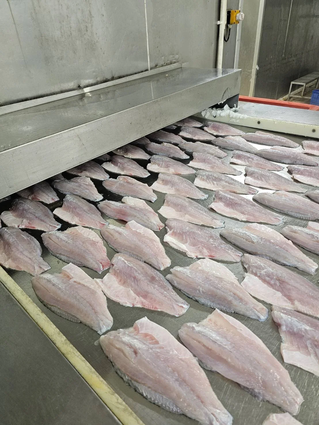 Asian Seabass Fillet