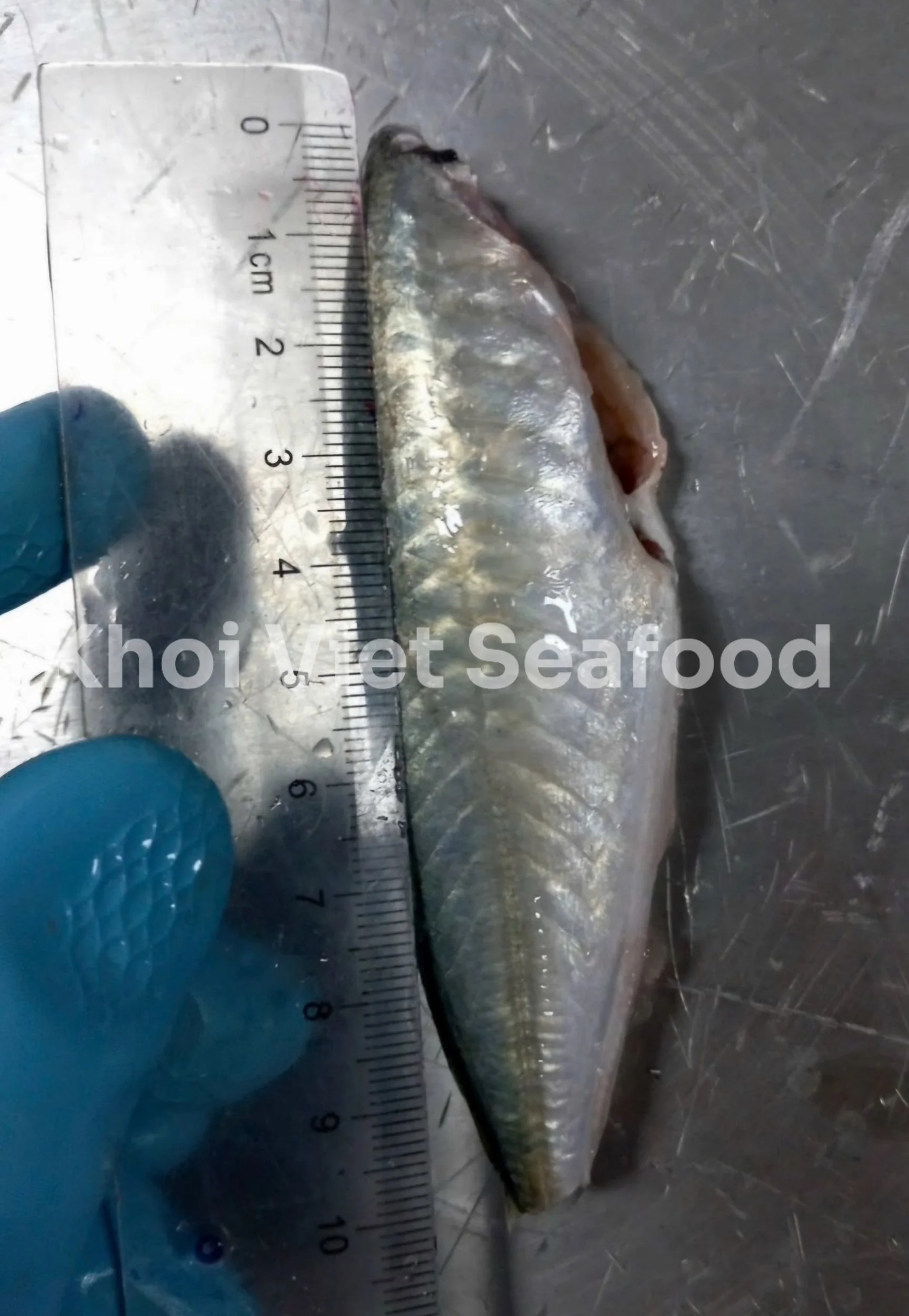 Round Scad HGT
