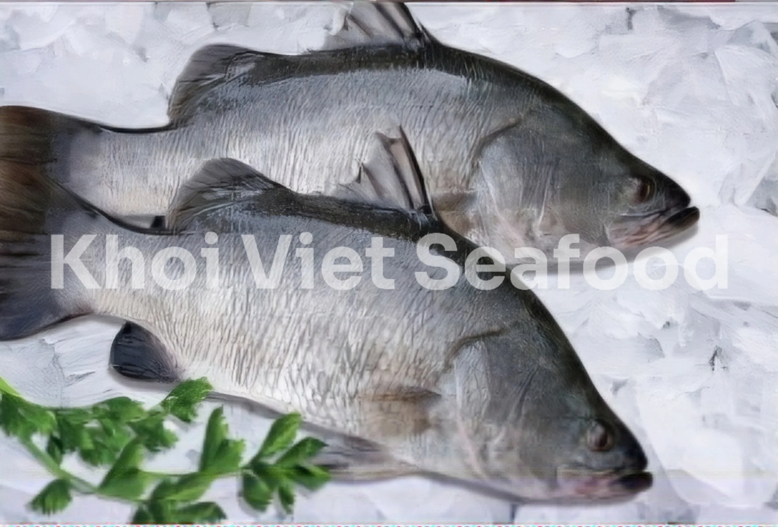 Barramundi Fish Whole Round and Fillet