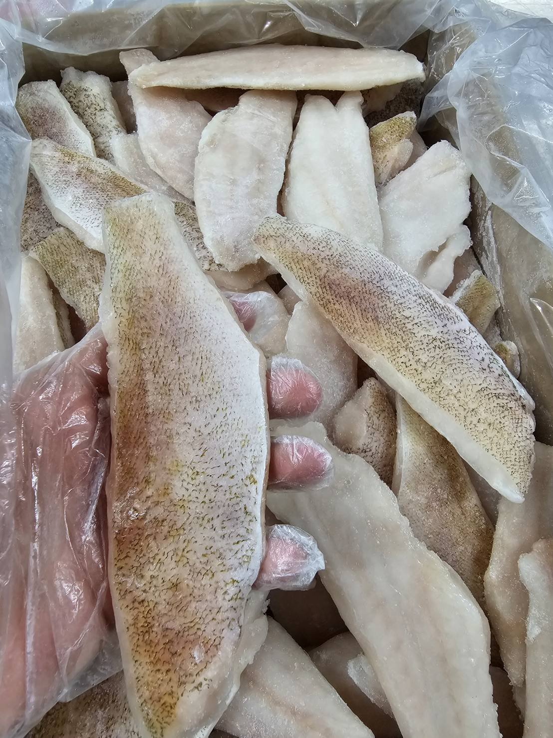 Grouper-Fish-Fillet-Vietnam-Khoi-Viet-Seafood-KVSeafood.jpg