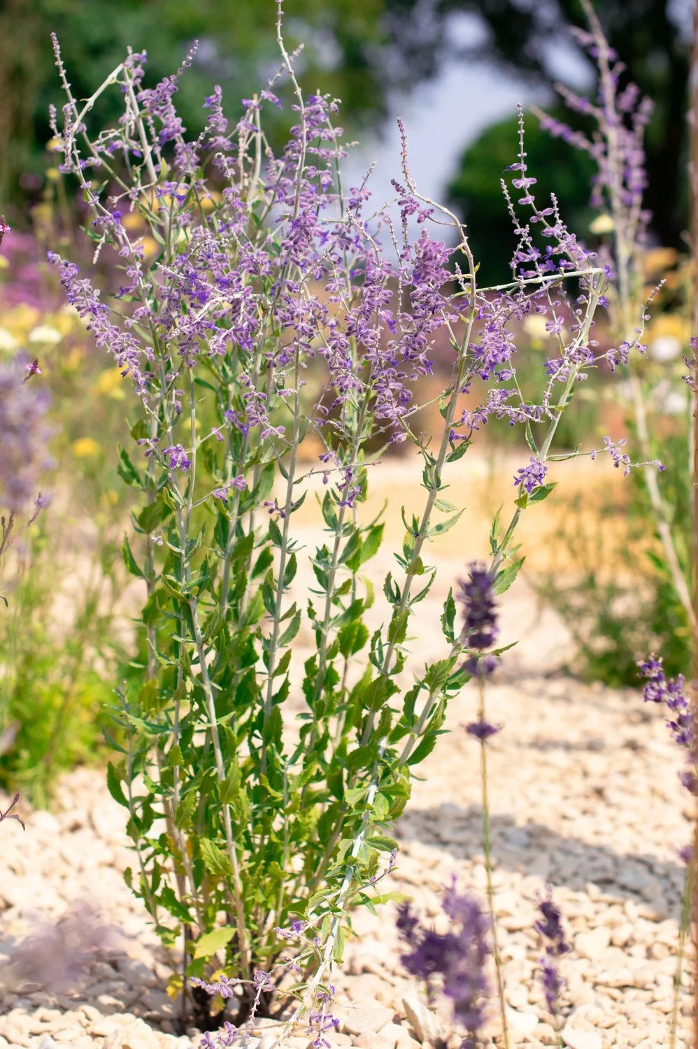 Perennial planting — painterly garden design by Megan Dodd Studio.
